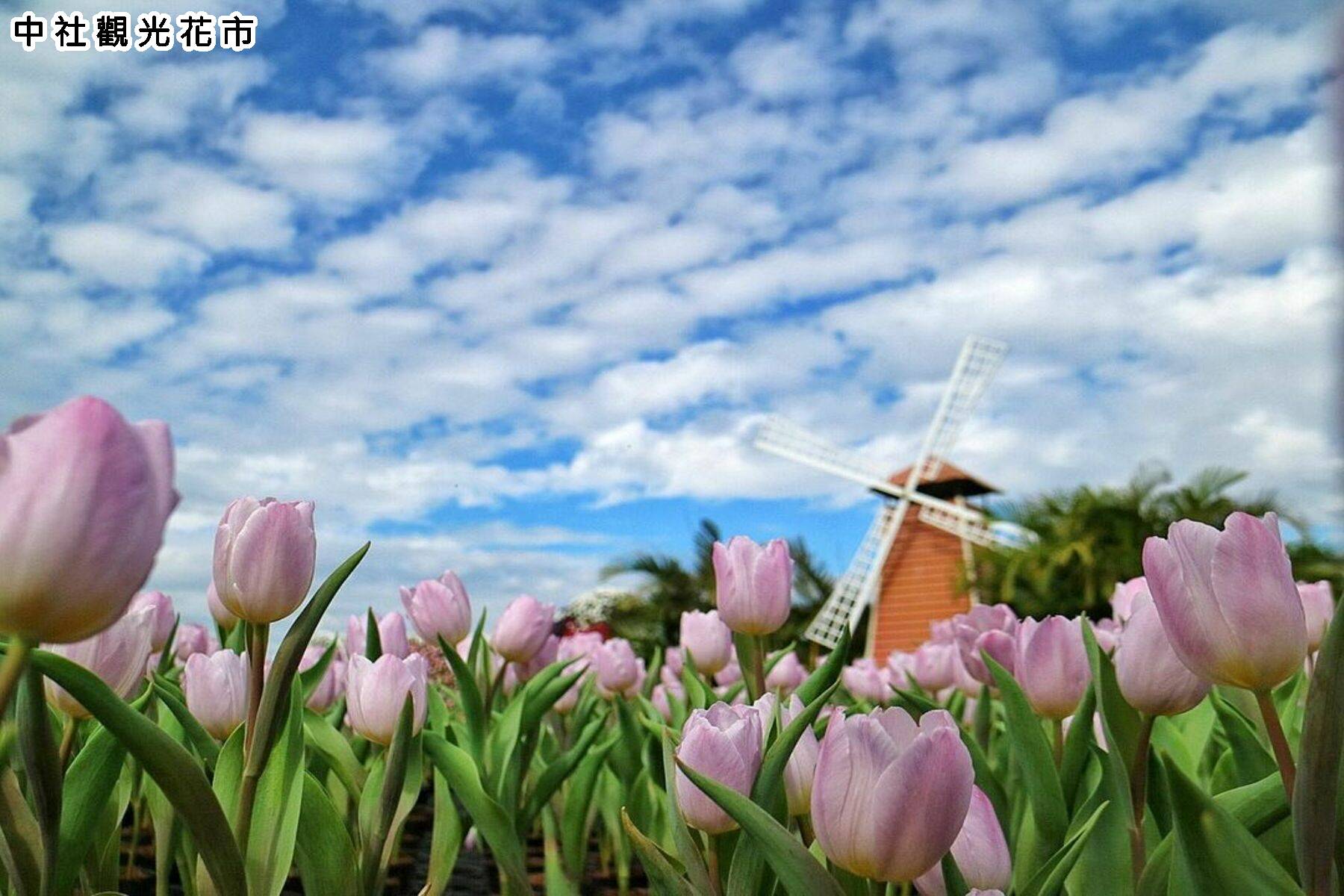 安心GO-台中賞落雨松、鬱金香花海、採草莓一日遊8