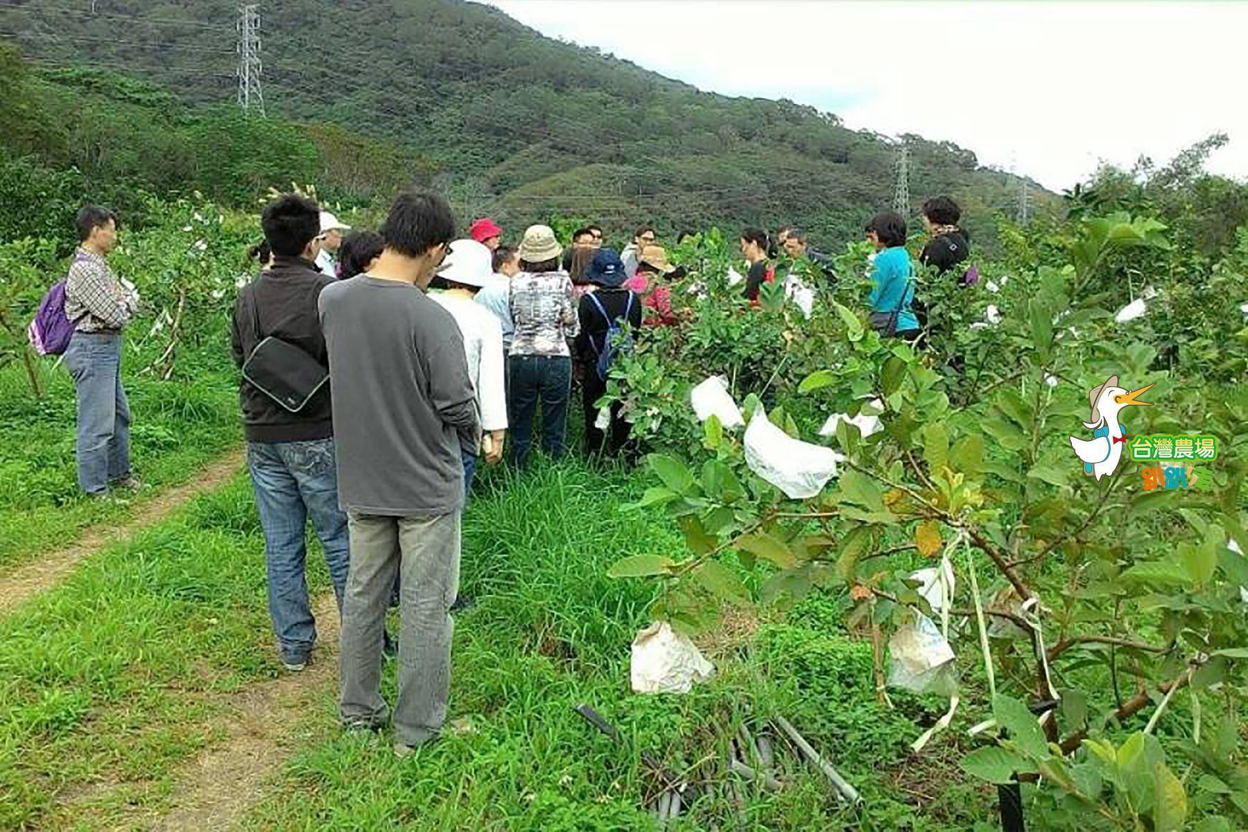 (舊)台東-月季優質農場-採果(芭樂)體驗券2