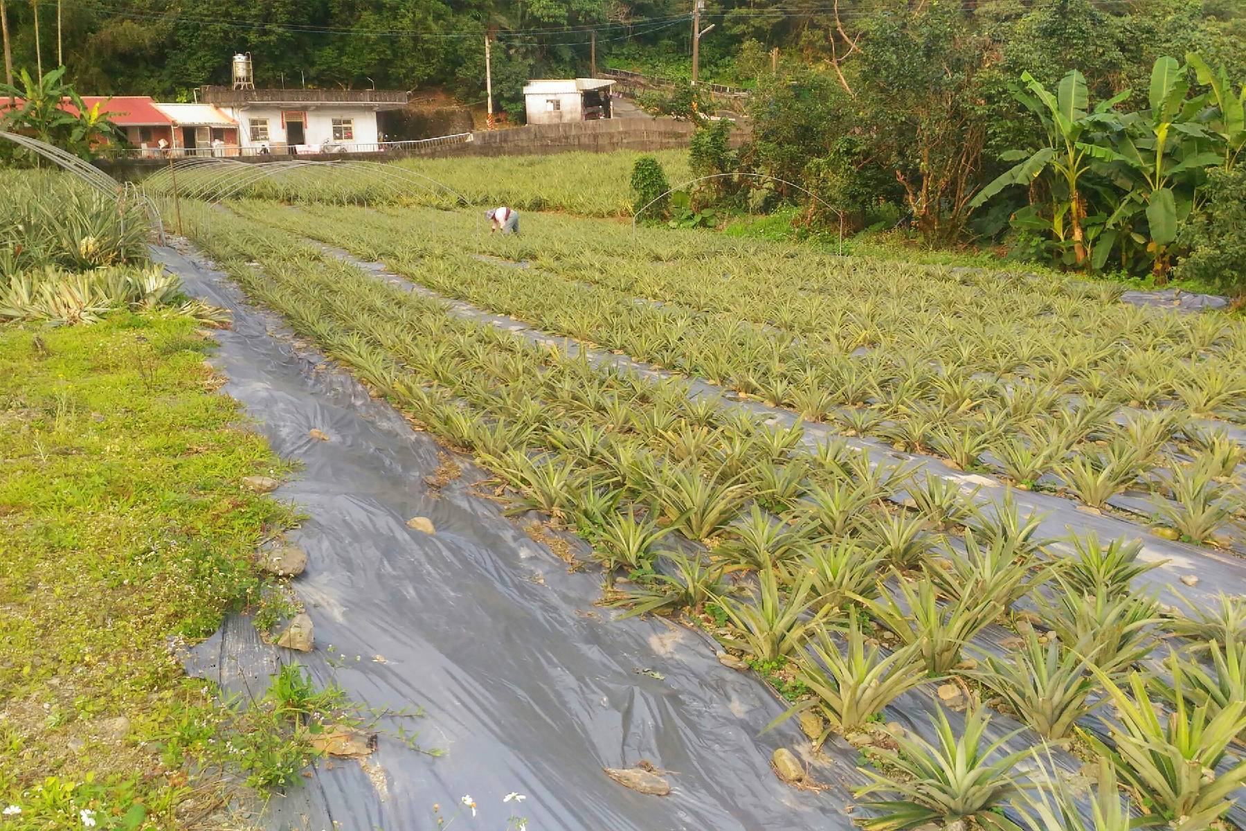 宜蘭二湖鳳梨館-採果(鳳梨)體驗券3