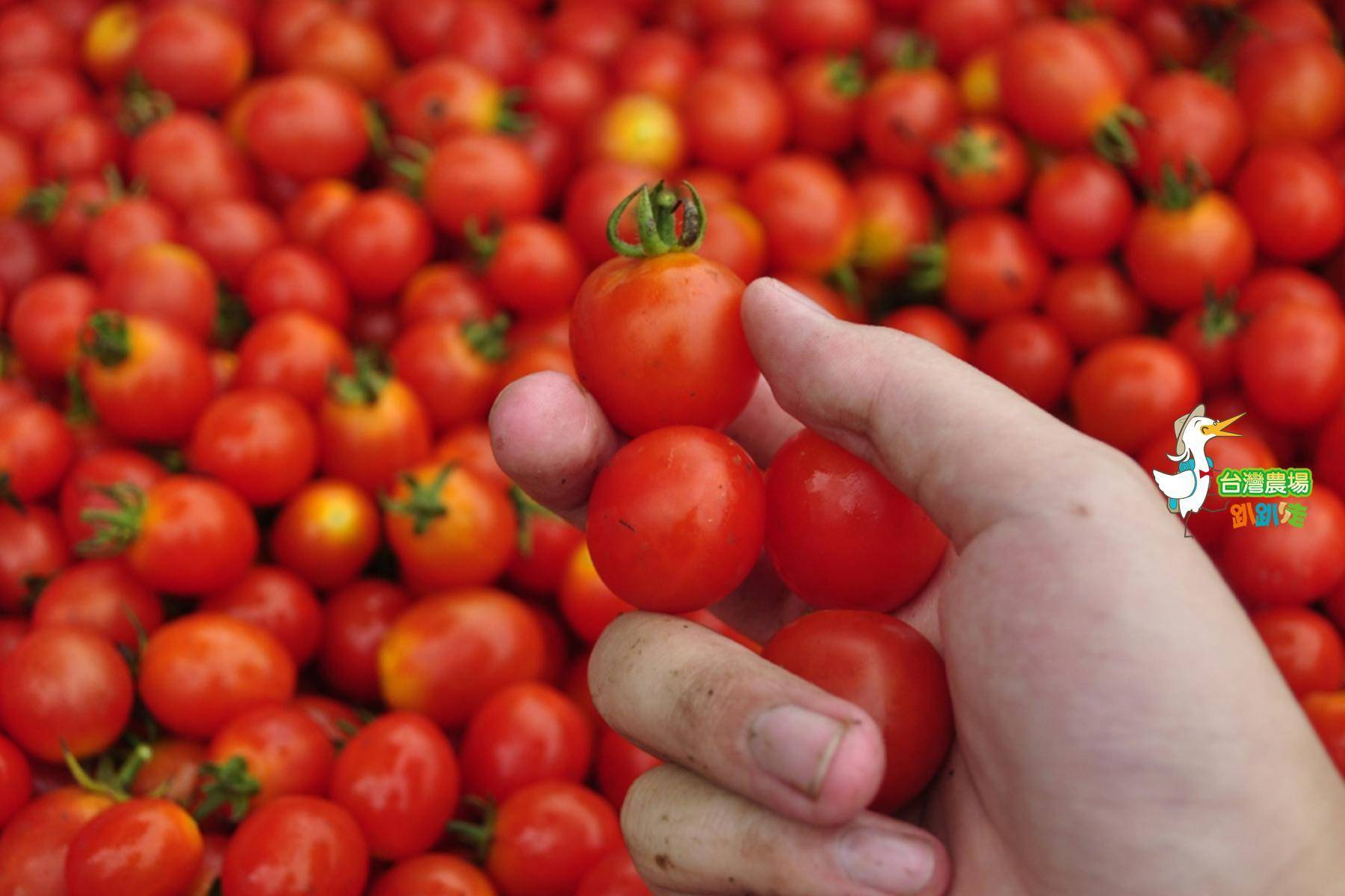 南投-台一生態休閒農場-採果(蕃茄、百香果、草莓)體驗券15