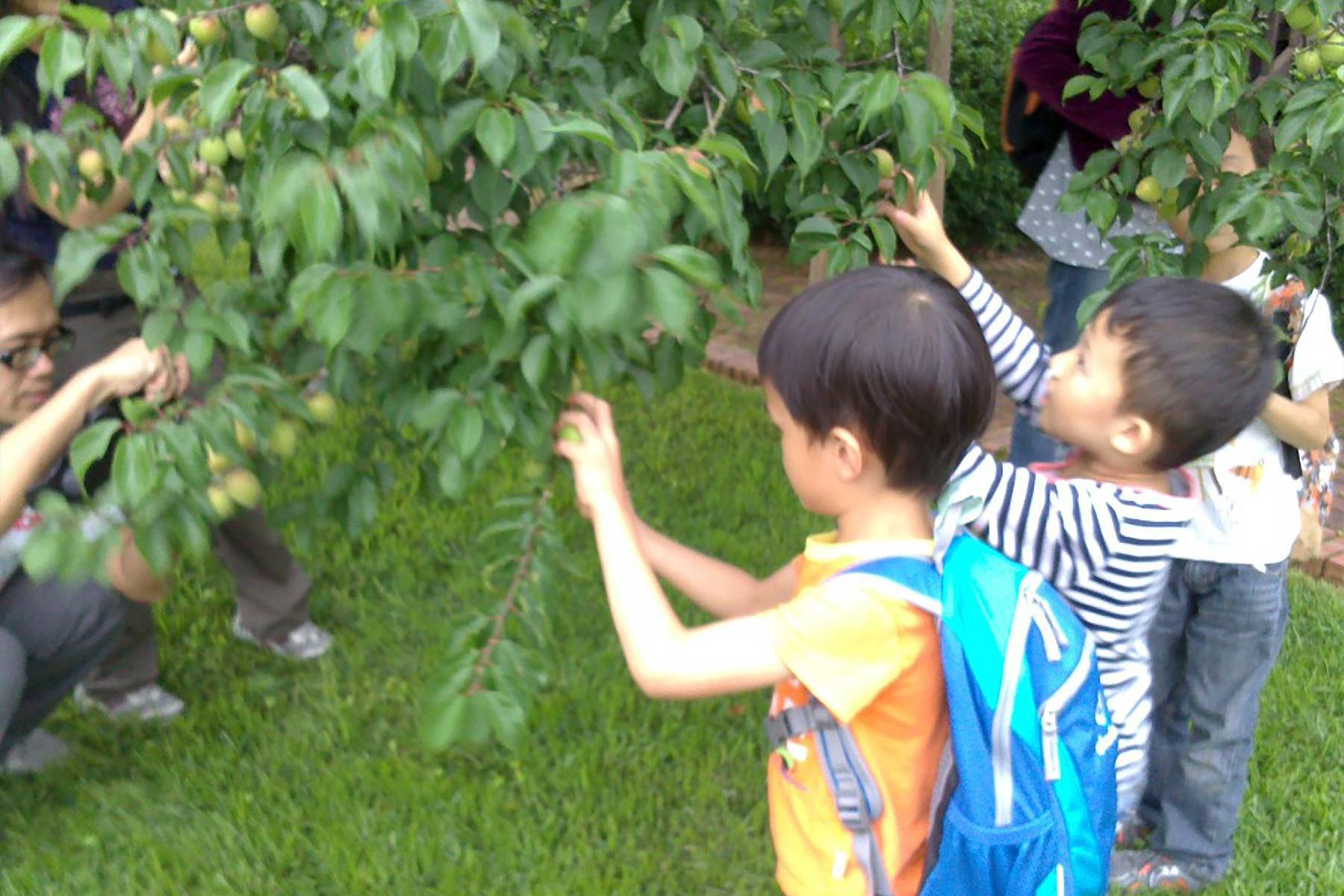 南投九芎坪果園-採果(青梅、甜柿)體驗券5