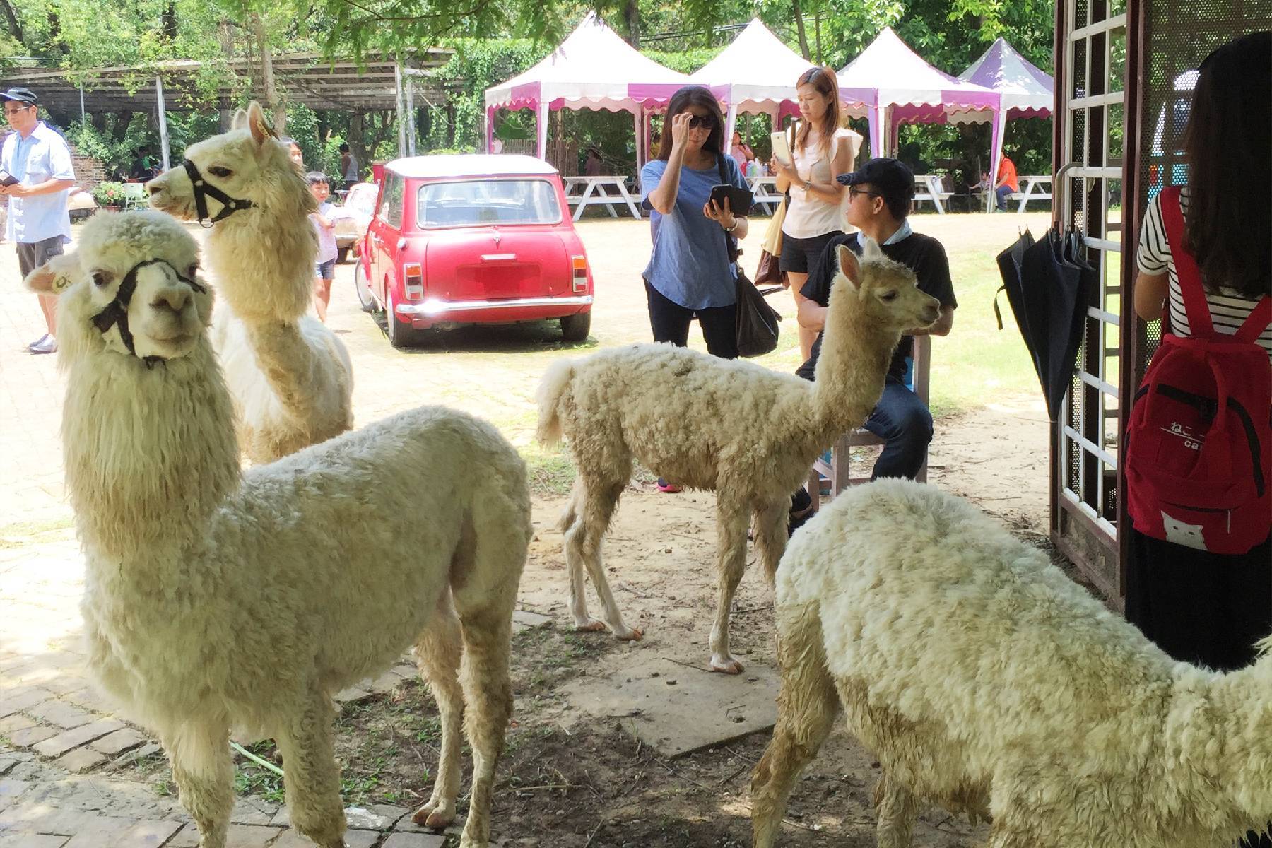 桃園富田花園農場-富田草泥馬動物森友會體驗券6