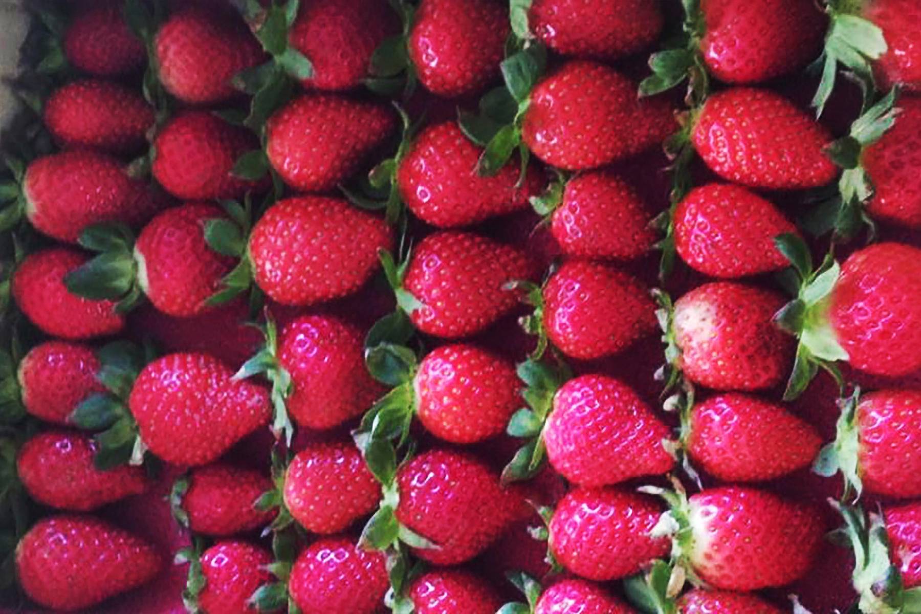 屏東莓洋洋草莓園-採果(草莓)體驗券8