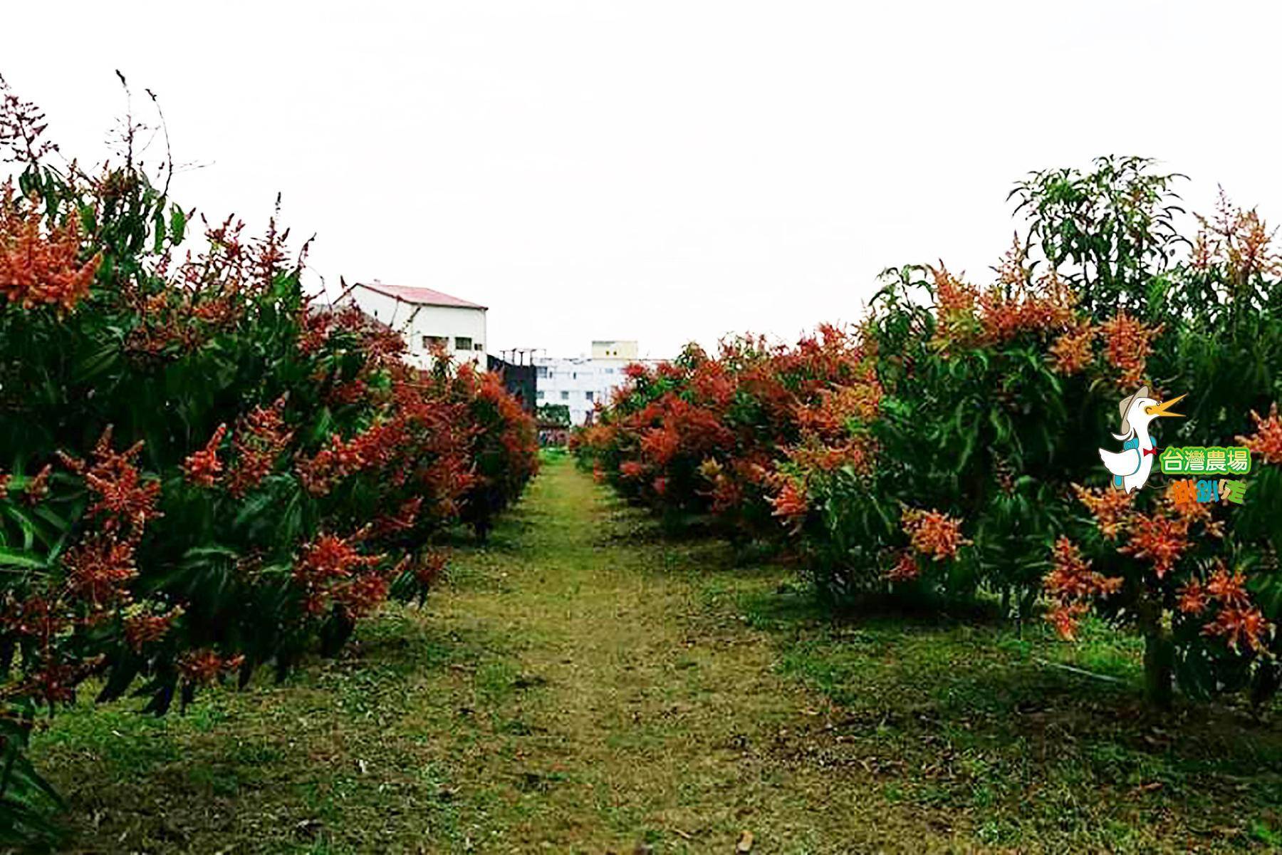 (舊)台南-小崇ㄉ果園-採果(芒果)體驗券1