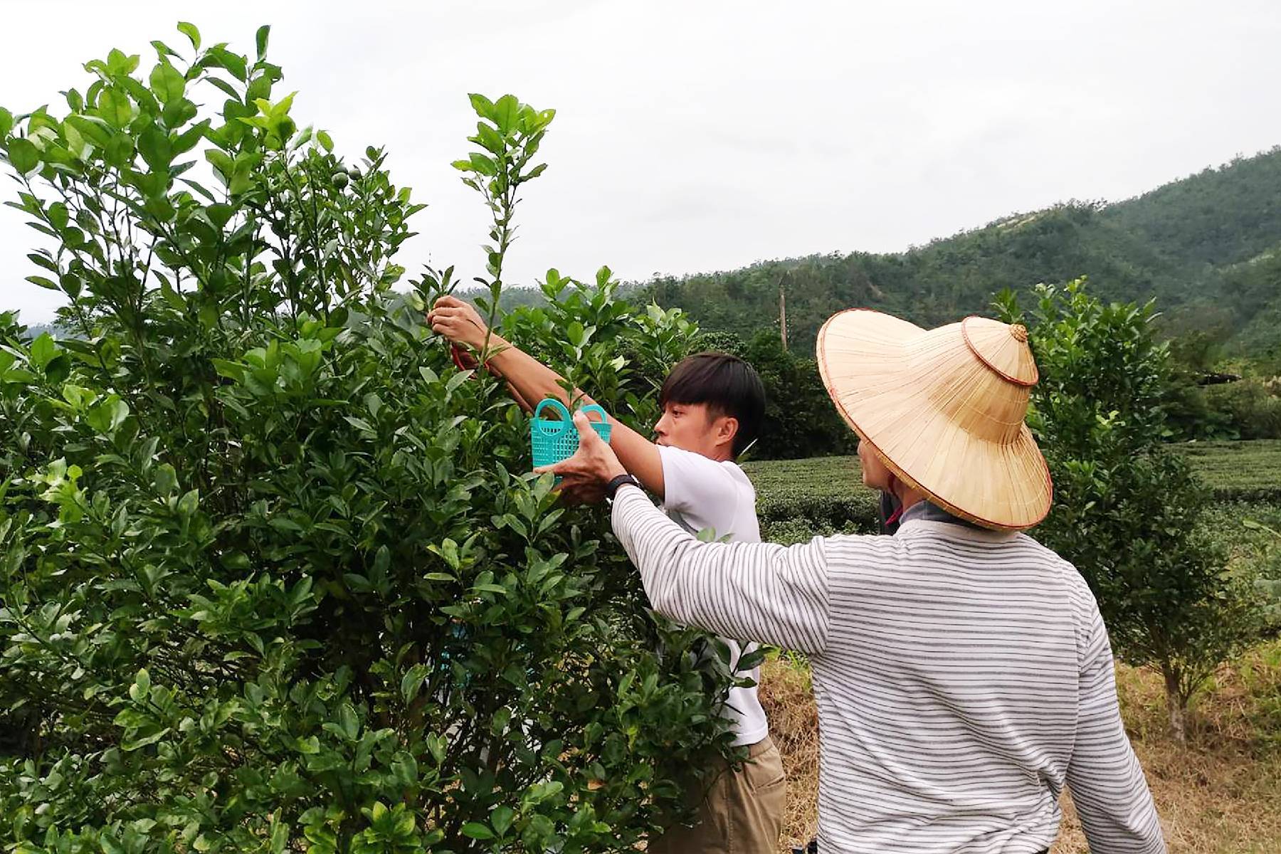 宜蘭鵝山茶園有機體驗農場-DIY體驗券7