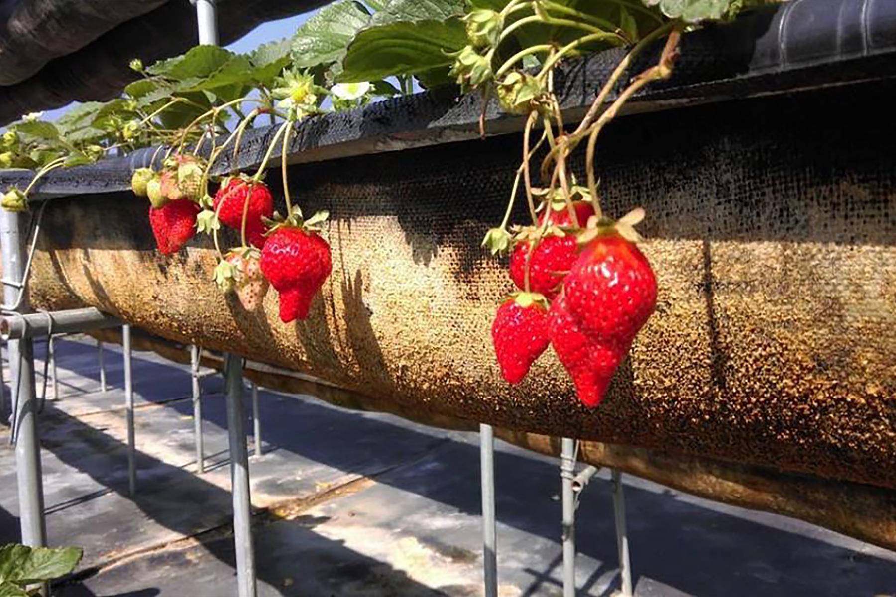 屏東莓洋洋草莓園-採果(草莓)體驗券2