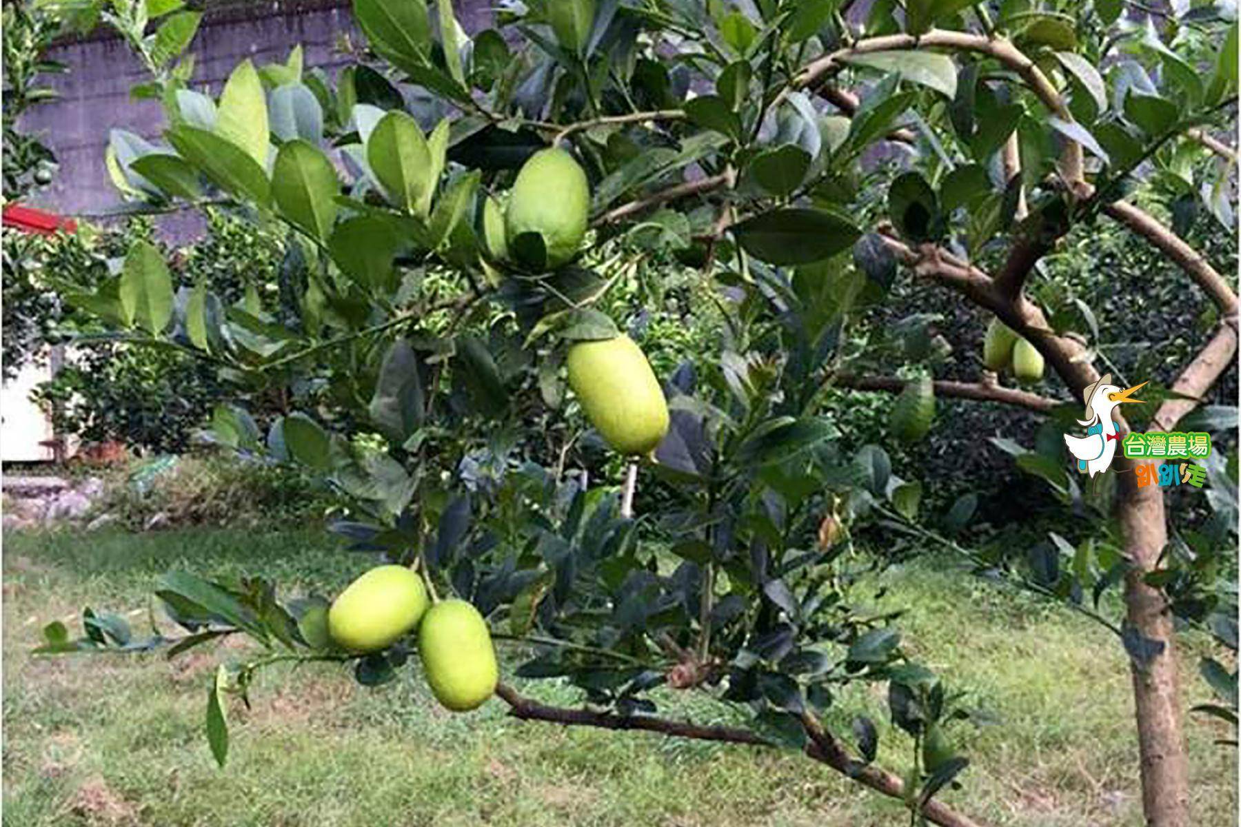 宜蘭-長立果園-採果(金棗、芭樂)體驗券6