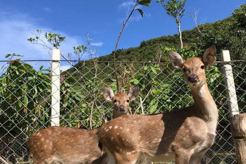 ｜阿信巧克力農場-全票入園4