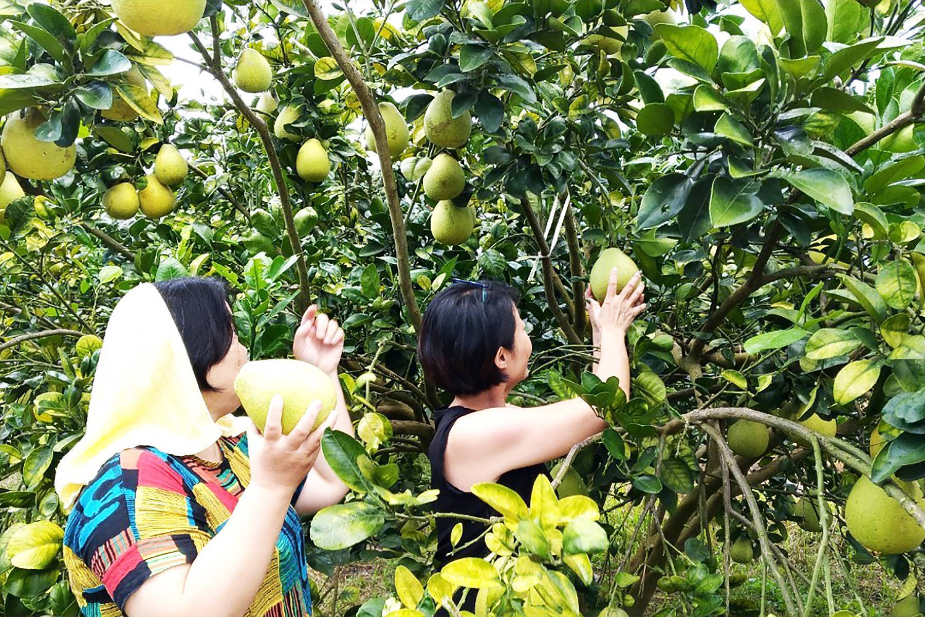 花蓮木日光文旦驛站-採果(文旦柚)體驗券5