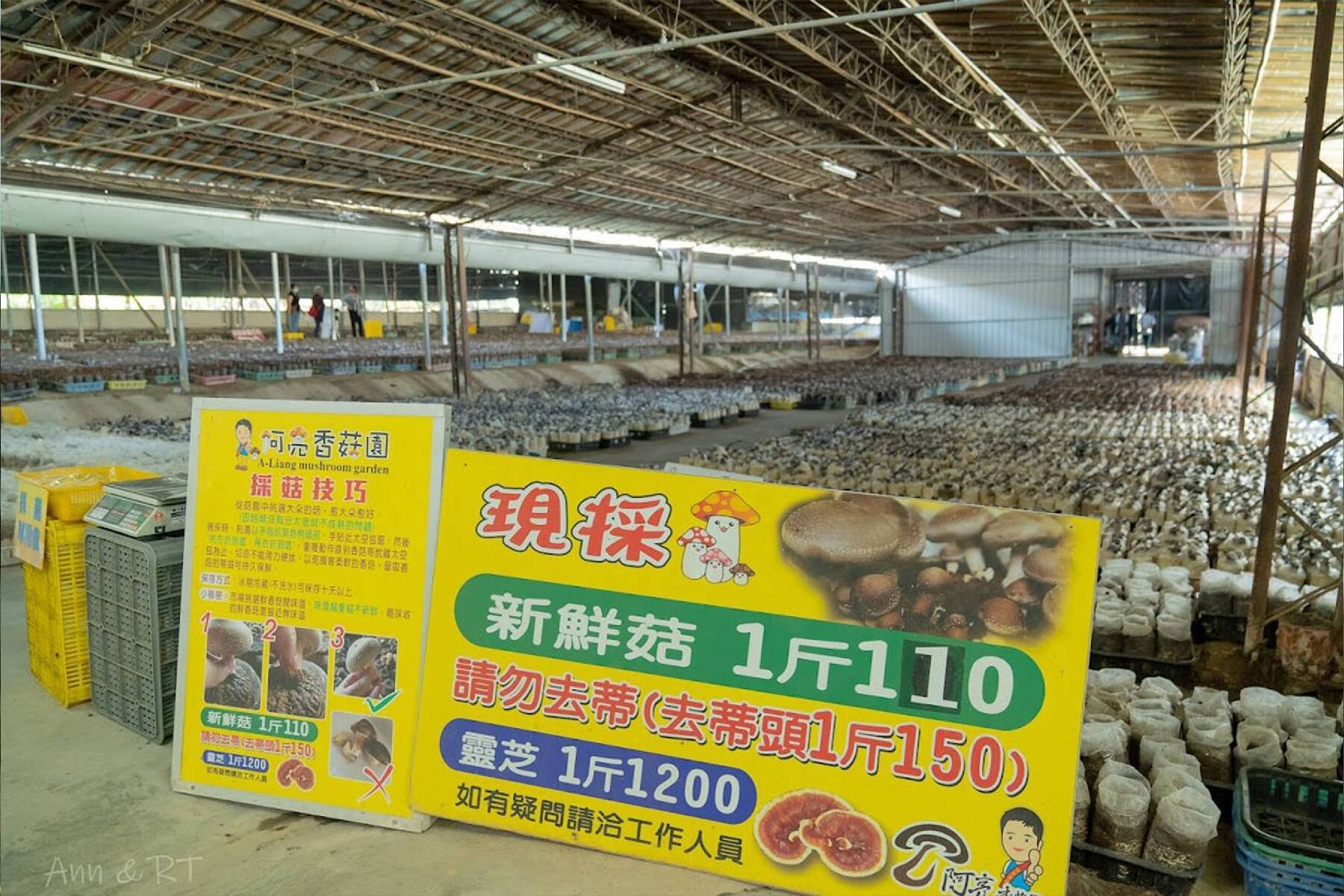 中台灣賞楓二日9