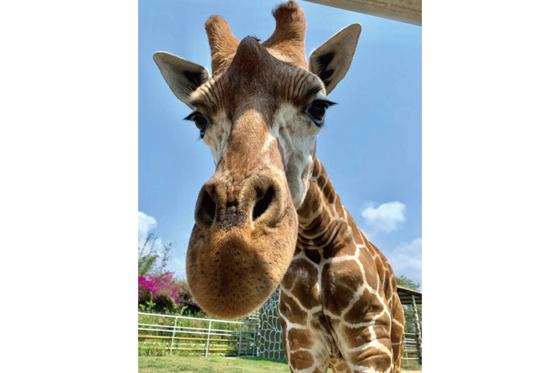 頑皮世界野生動物園~親子同遊 嘉南一日5