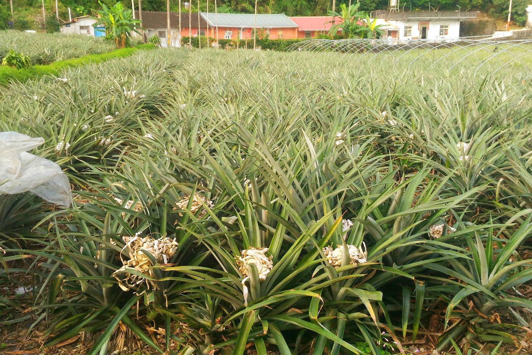 宜蘭二湖鳳梨館-採果(鳳梨)體驗券2
