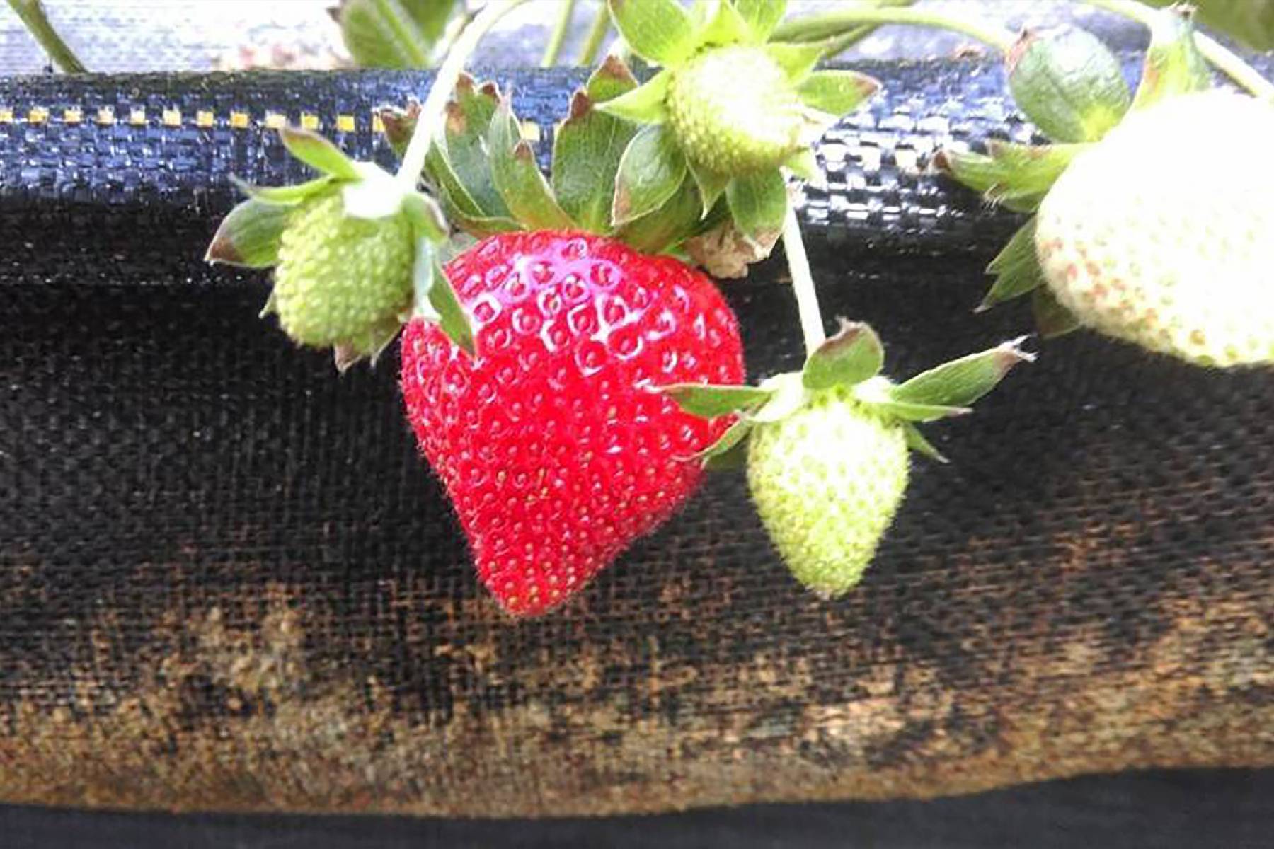 屏東莓洋洋草莓園-採果(草莓)體驗券3