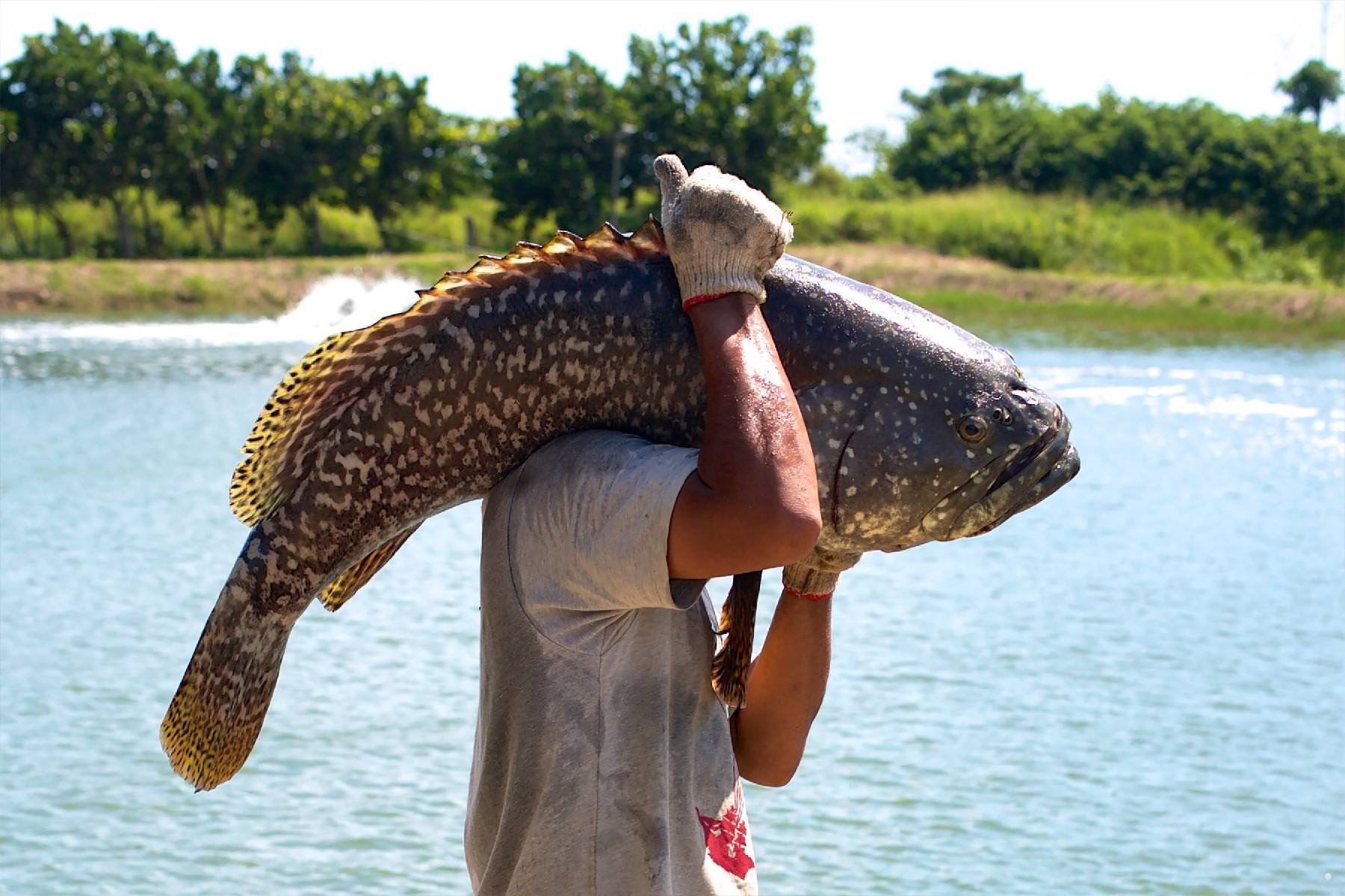 新竹水月休閒藍鯨魚寮-龍虎石斑套餐+搏魚雙人體驗券5