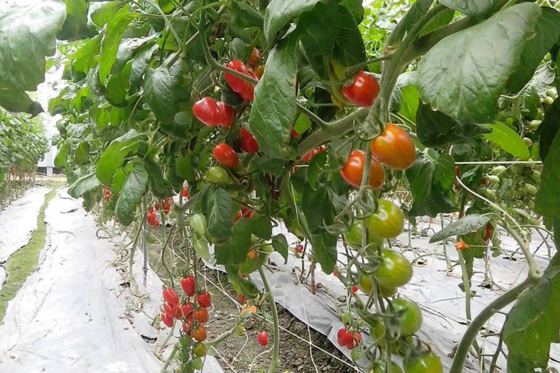 宜蘭藤結教育觀光農場-採果(番茄)體驗券7
