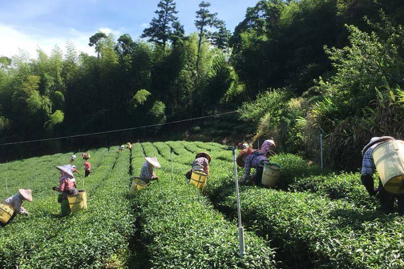 嘉義茗園茶葉民宿-500元住宿折價券9