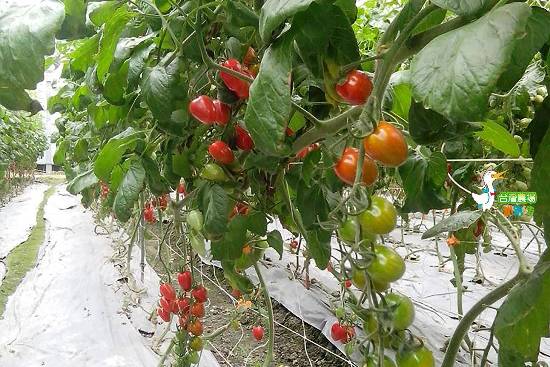 宜蘭-藤結教育農場-採果(番茄)體驗券4