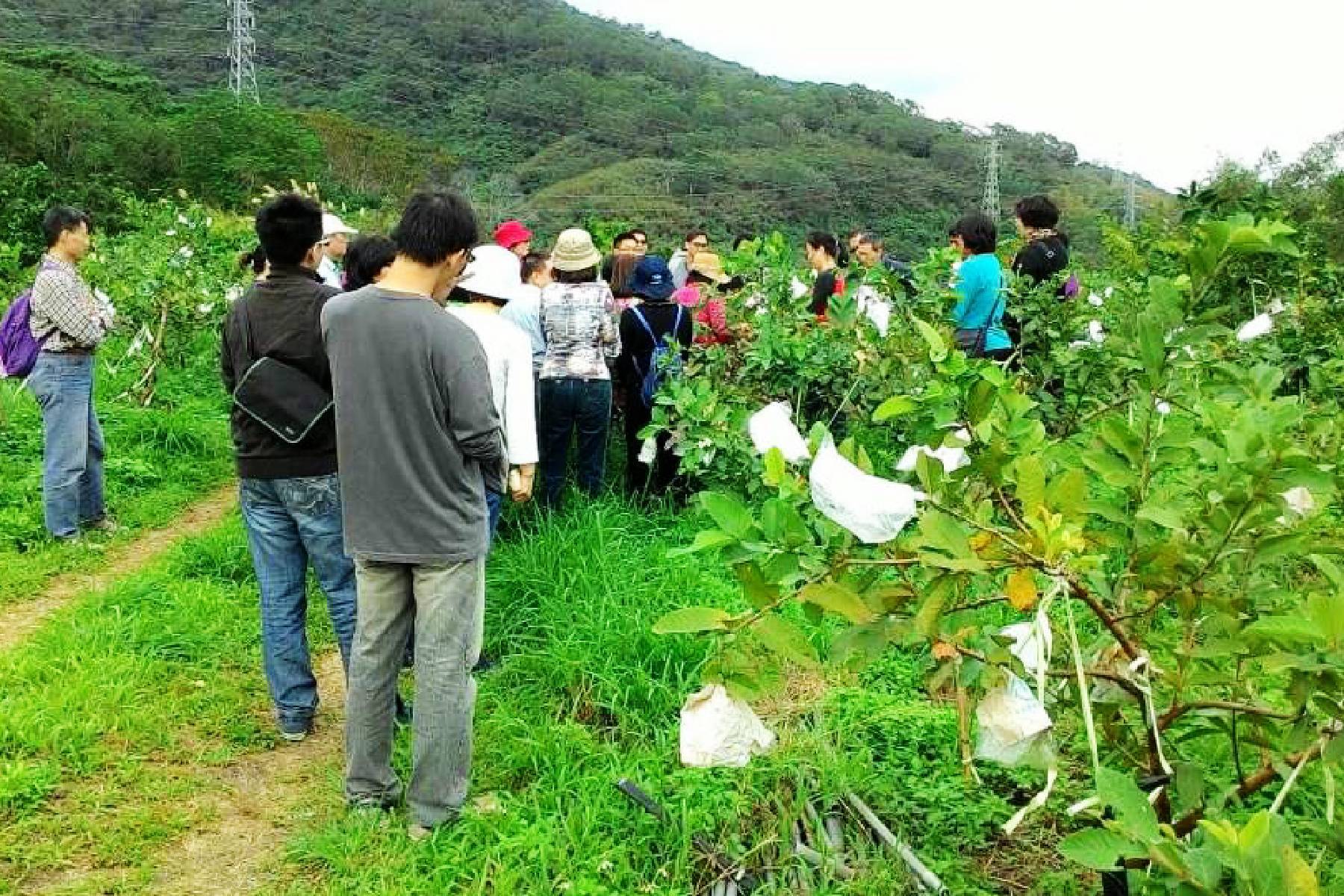 台東月季優質農場-採果(芭樂)體驗券9