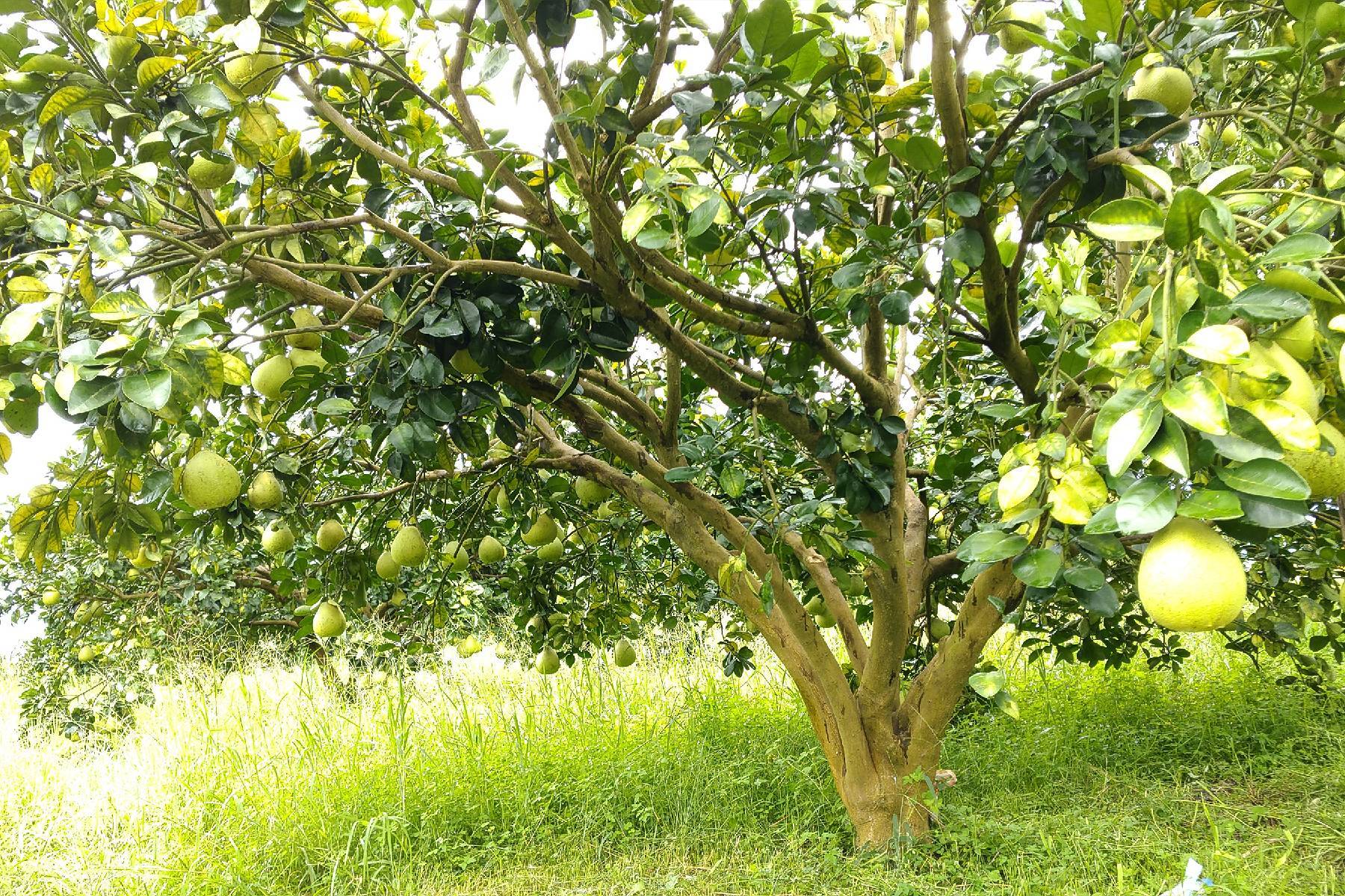 花蓮木日光文旦驛站-採果(文旦柚)體驗券2