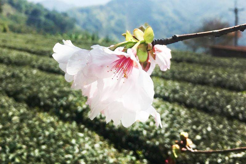 嘉義茗園茶葉民宿-500元住宿折價券12