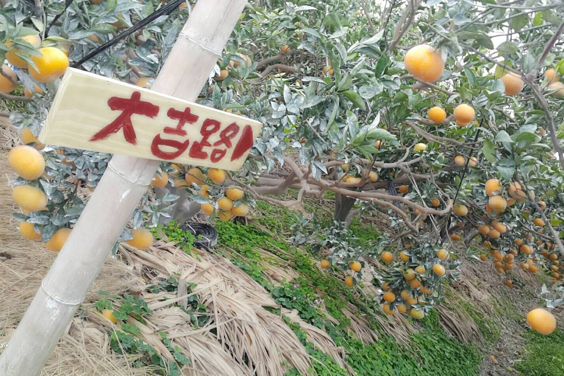 雲林橙色農作休閒果園-採果體驗券5