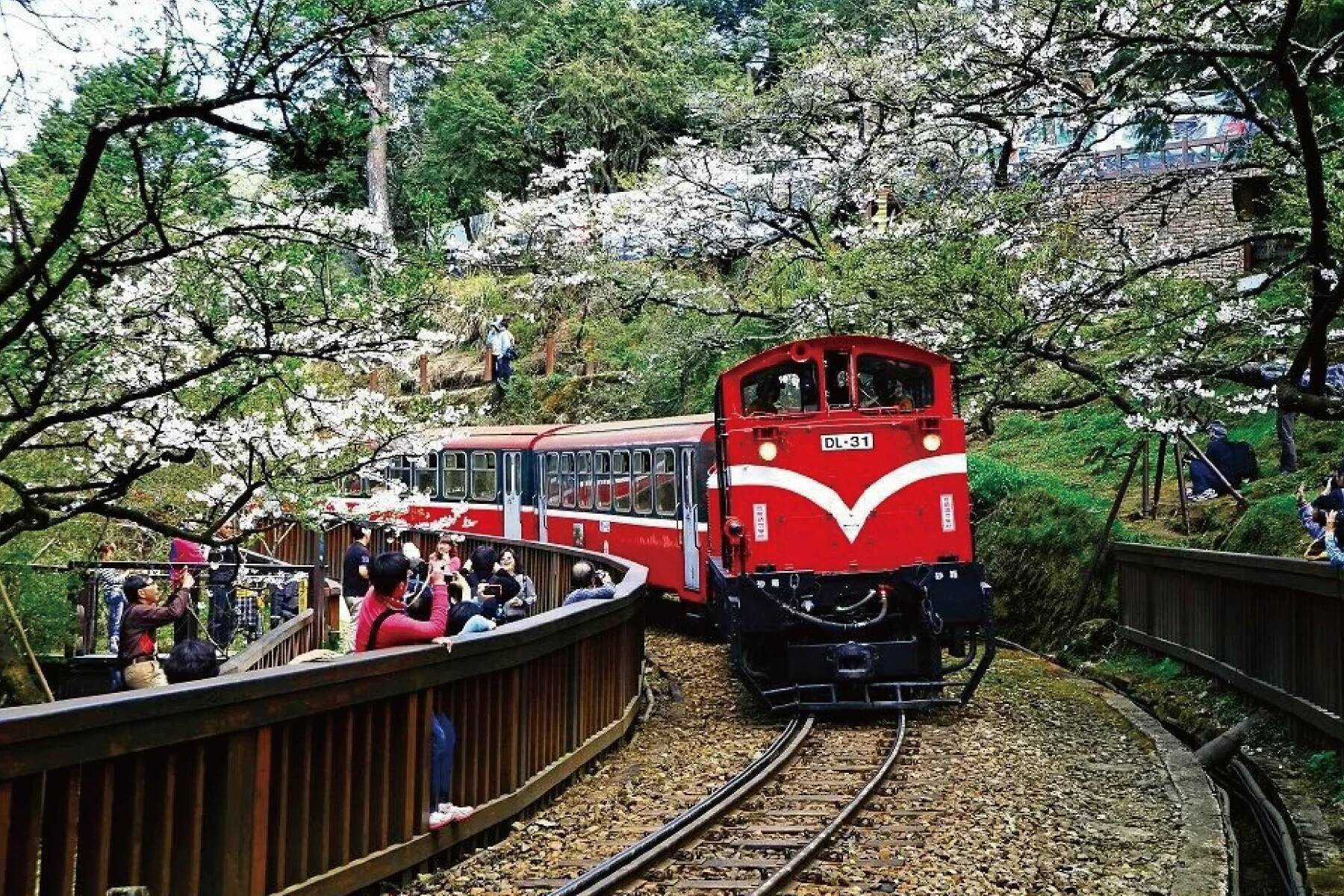 嘉義阿里山賞櫻二日遊2