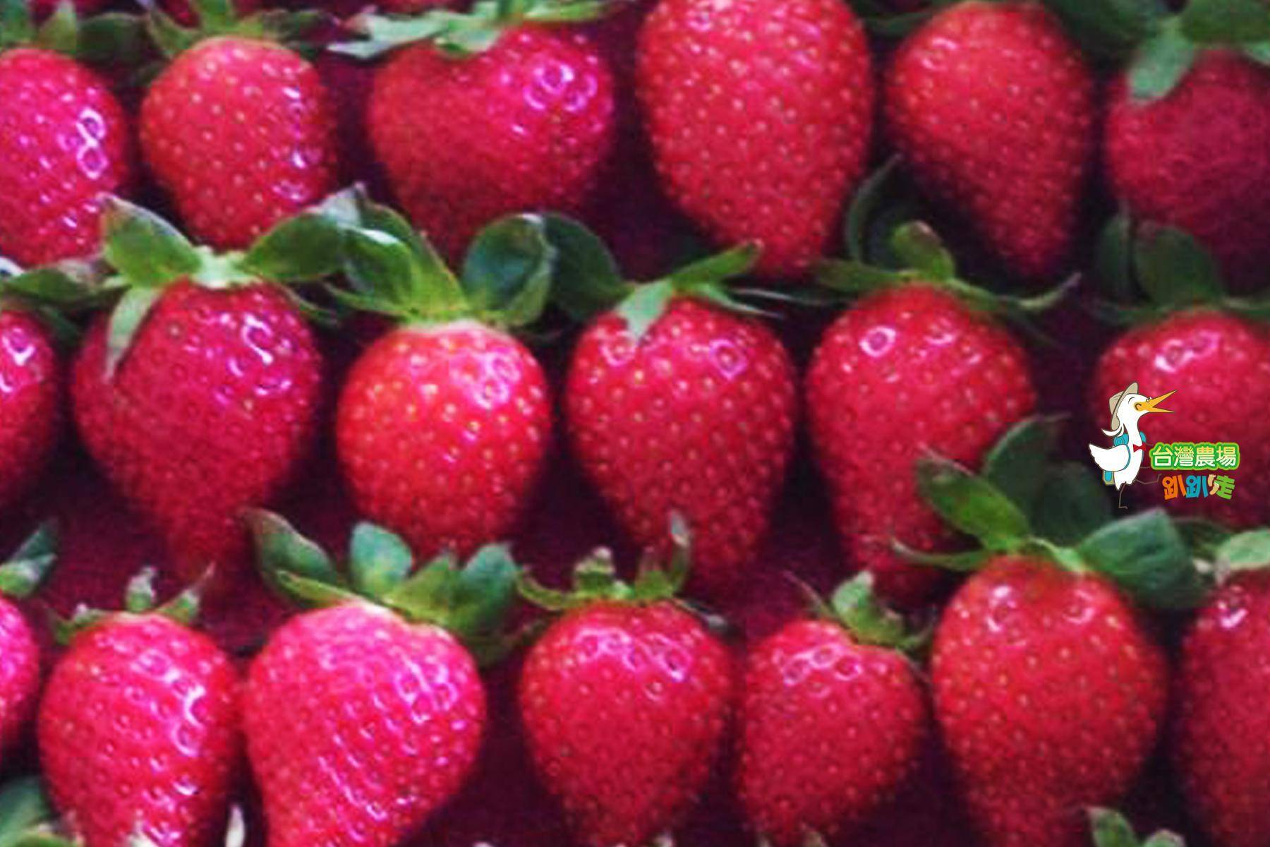 (舊)屏東-莓洋洋草莓園-採果(草莓)體驗券6
