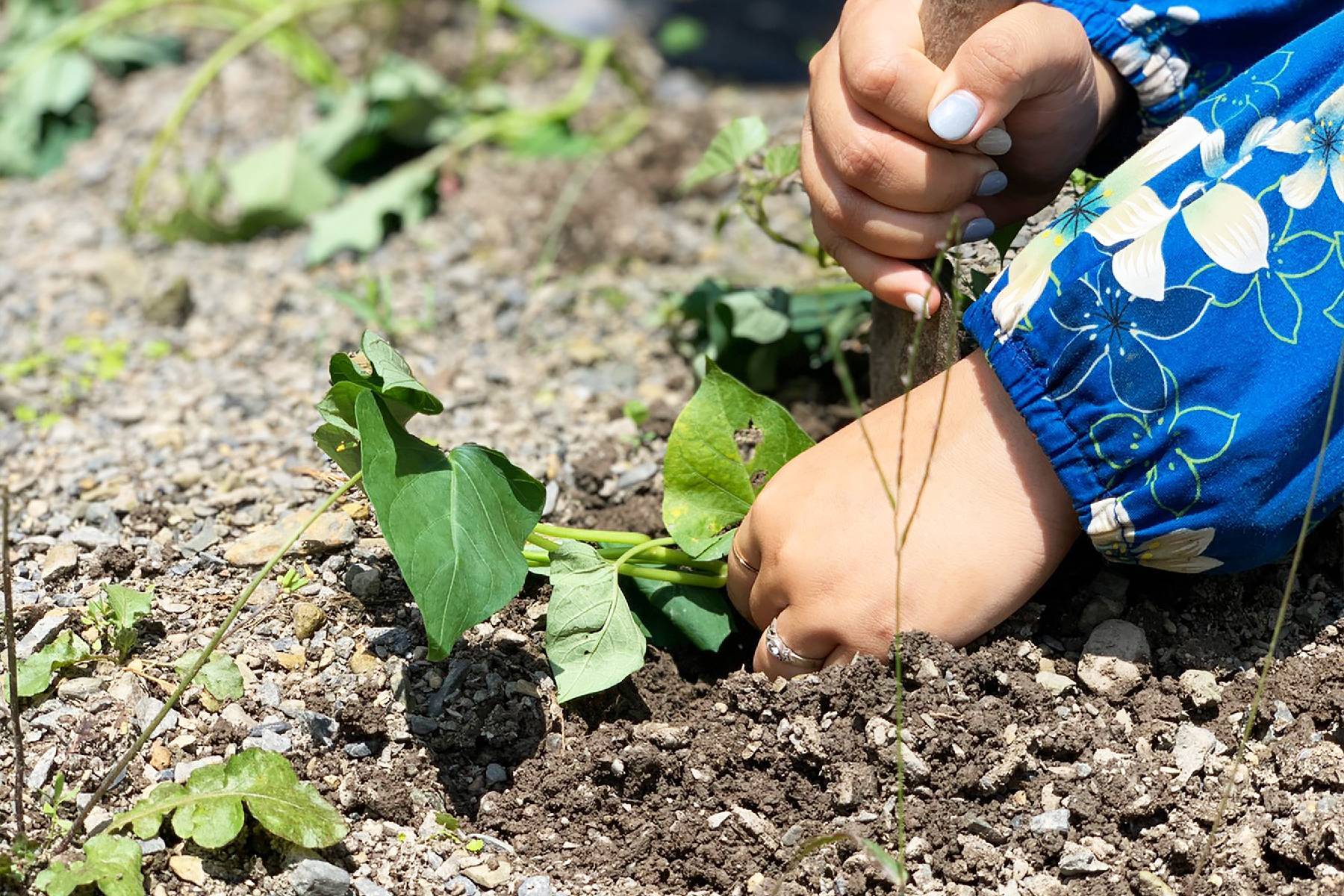 宜蘭頭城休閒農場-農夫一日遊券10