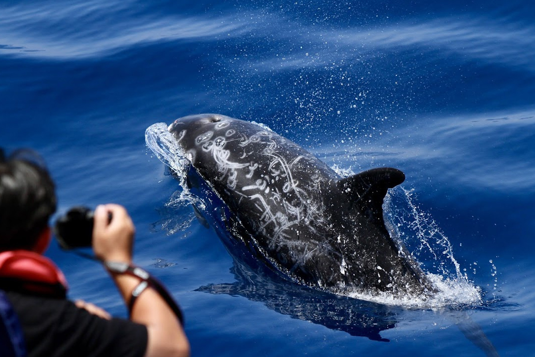 花蓮鯨世界-賞鯨生態之旅成人票4
