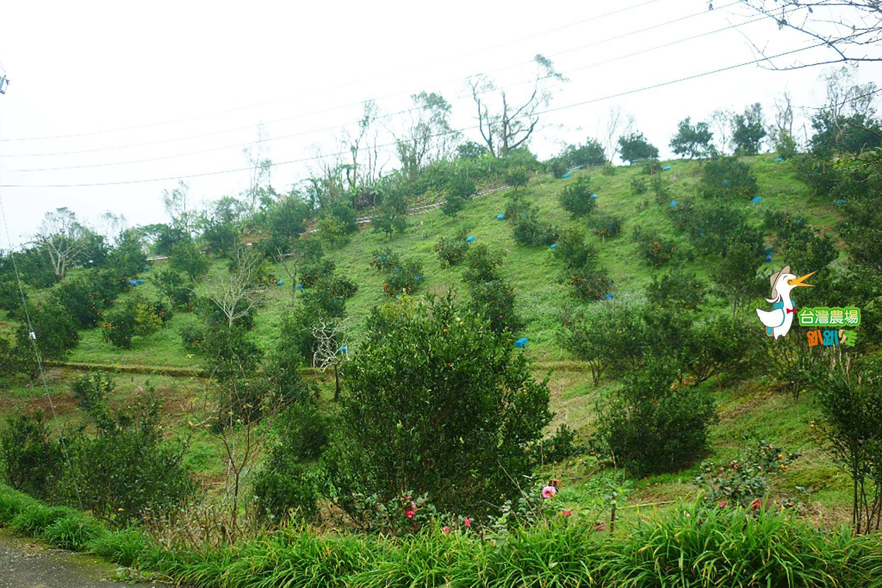 宜蘭-炳智果園-採果(茂谷柑、桶柑、上將梨)體驗券1