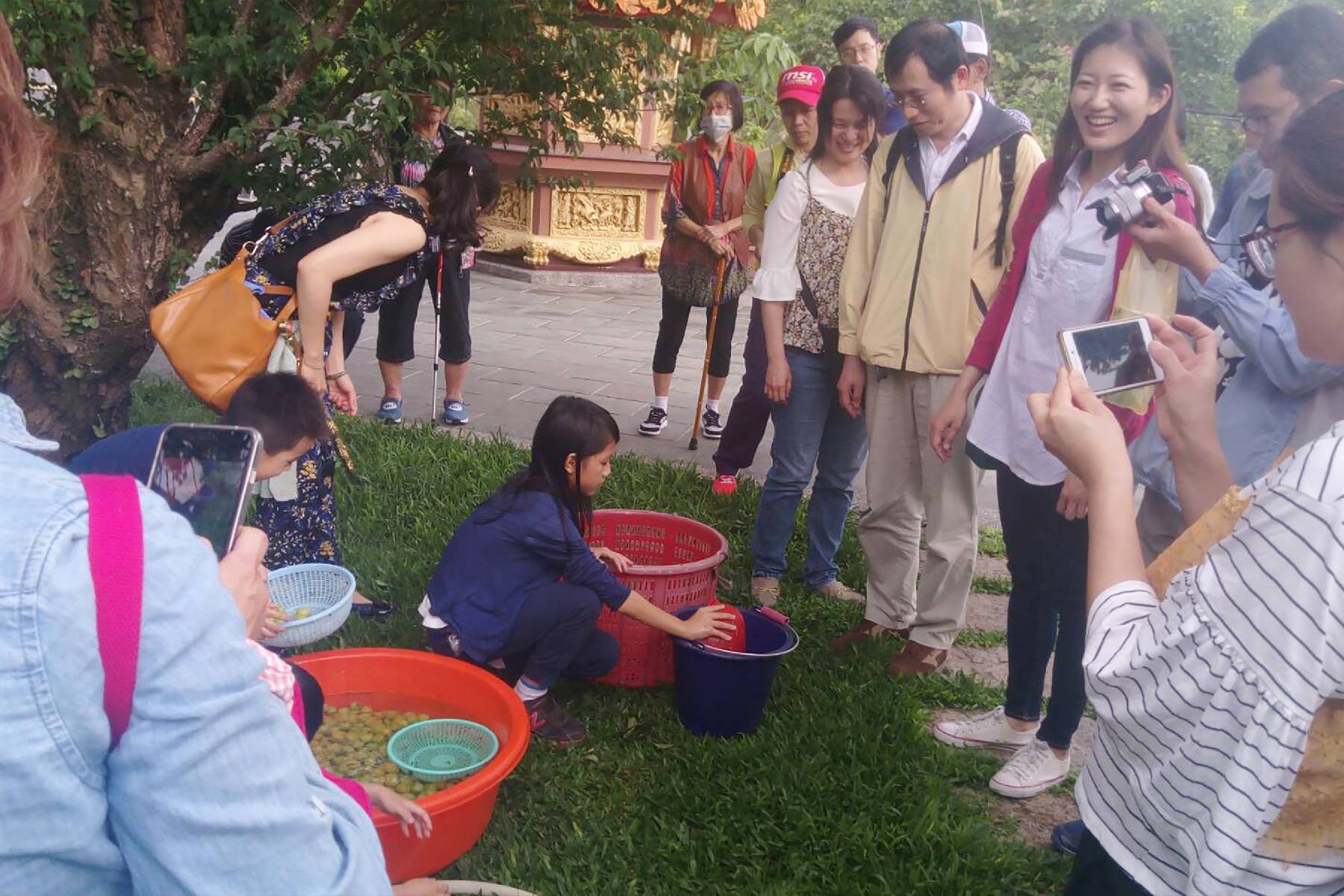 台南梅嶺福來梅園-採果(梅子、桃子)體驗券12