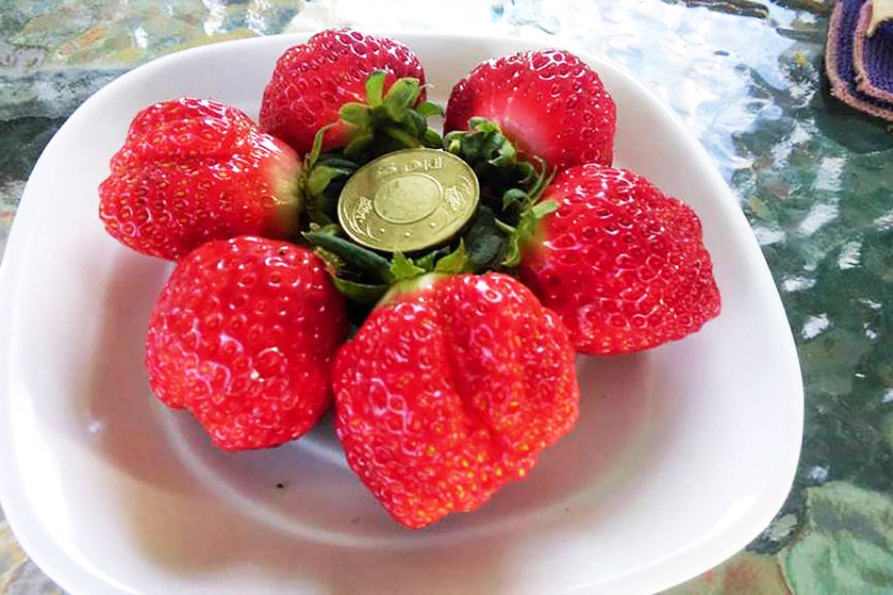 屏東莓洋洋草莓園-採果(草莓)體驗券7