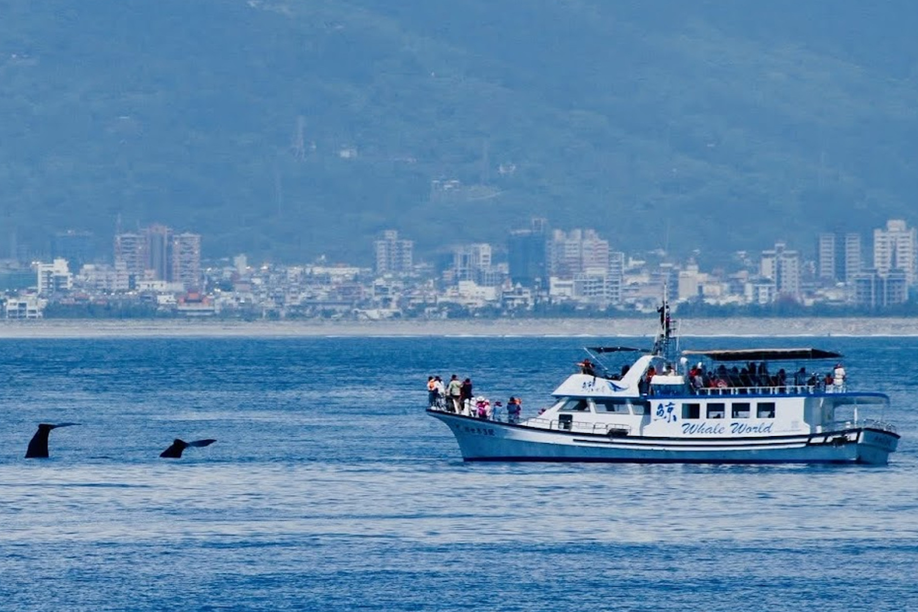 花蓮鯨世界-賞鯨生態之旅成人票8