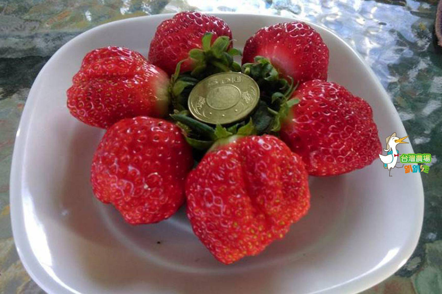 (舊)屏東-莓洋洋草莓園-採果(草莓)體驗券4