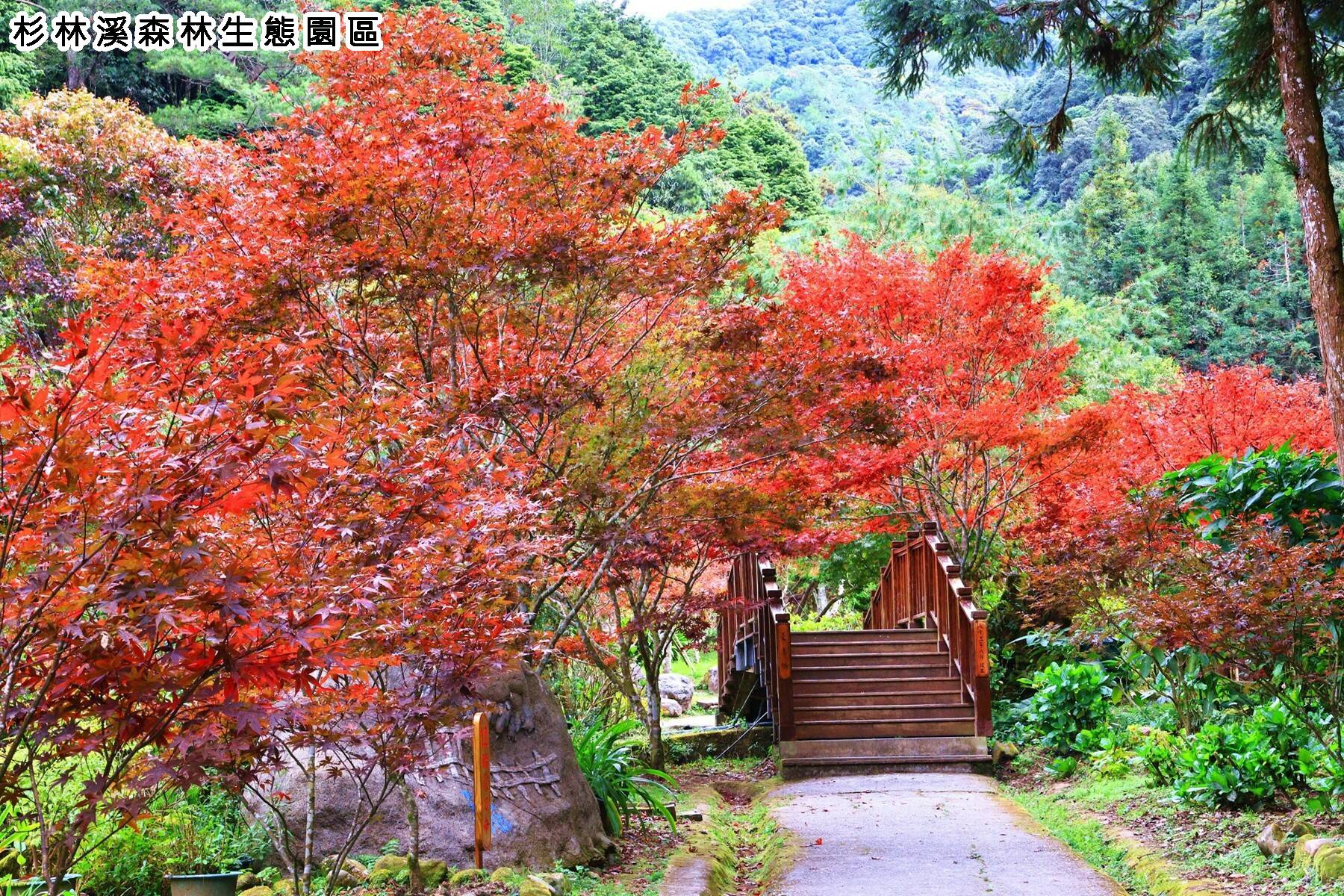 冬季旅遊補助GO-杉林溪楓森林二日遊10