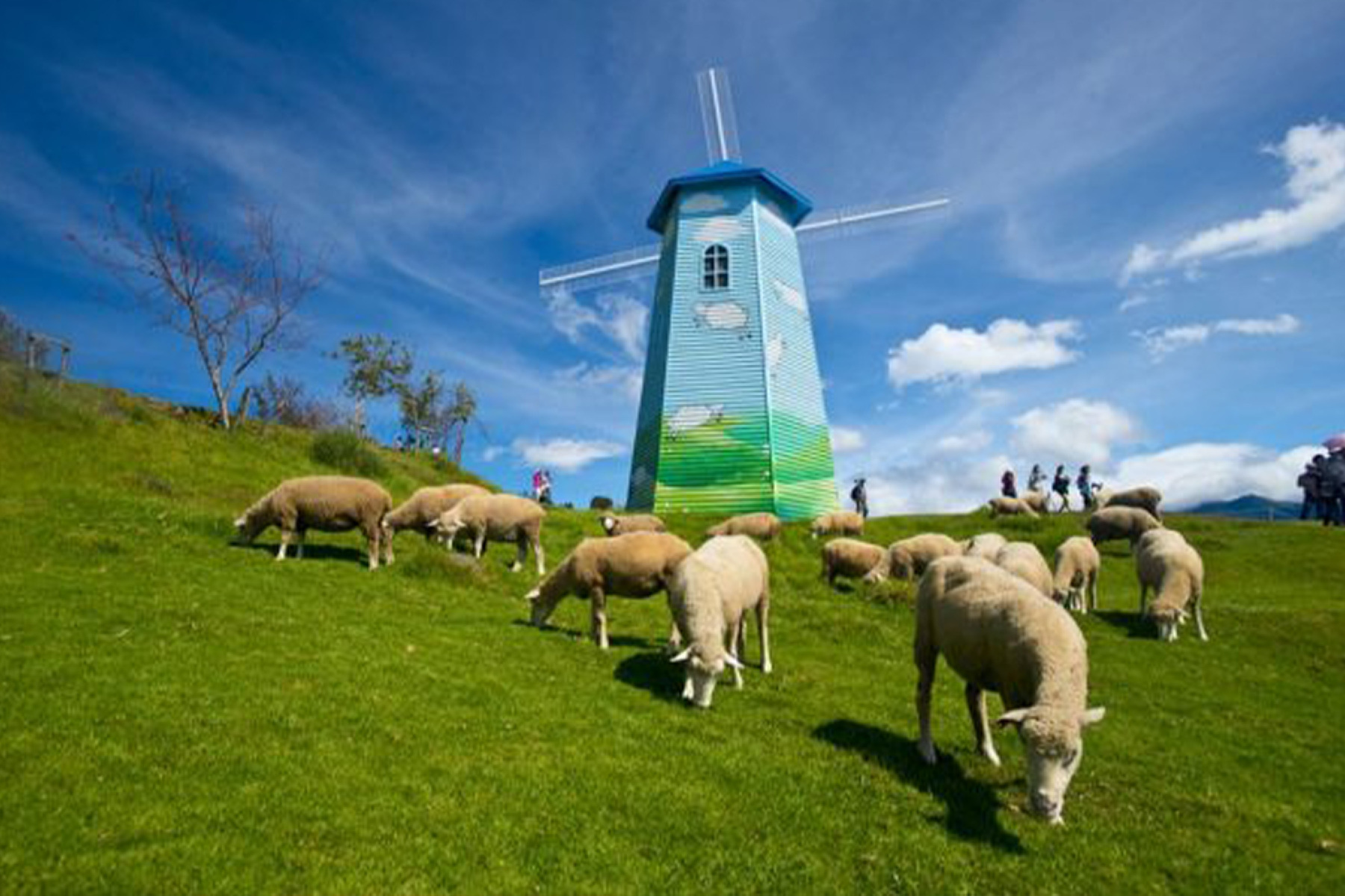 清境農場中南投二日遊(台北出發)9