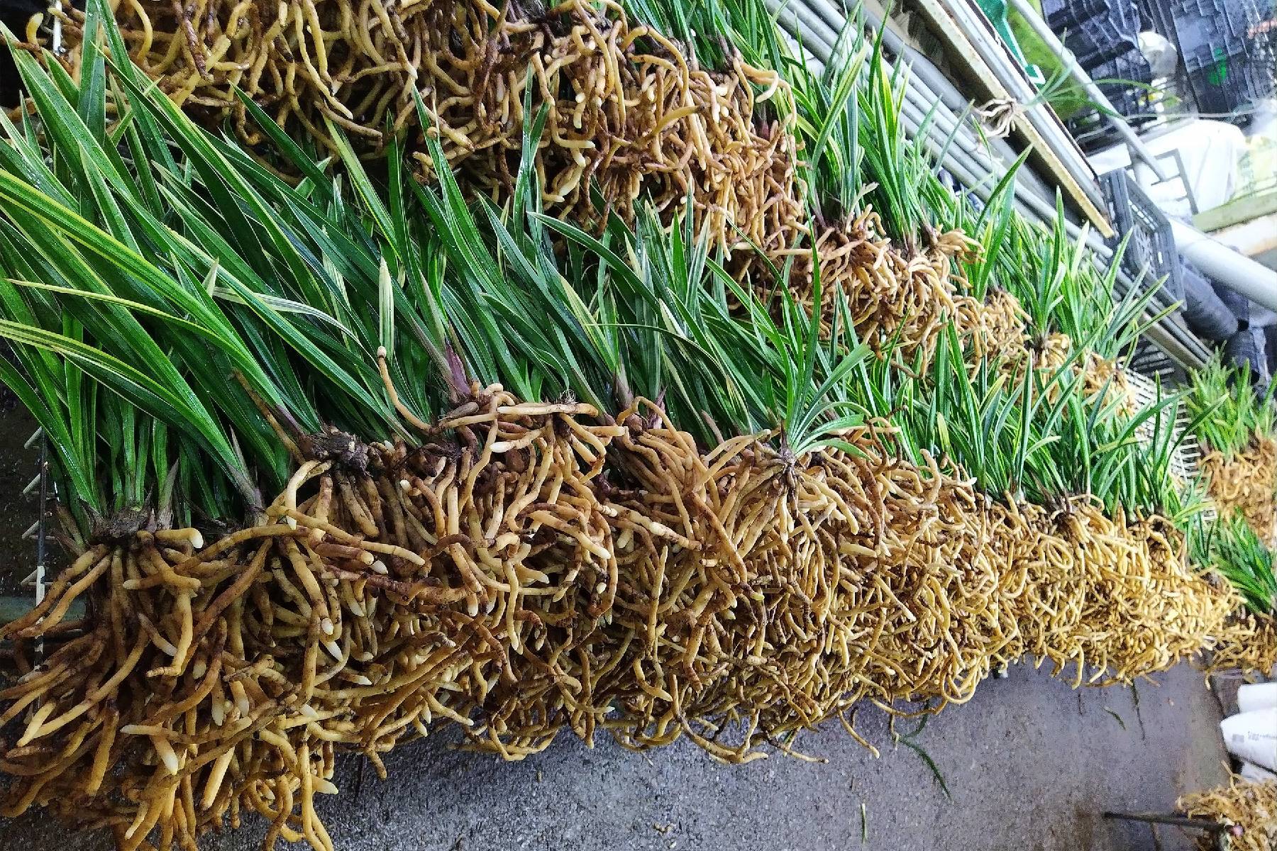 台中可苗花園休閒農場-蘭花組盆DIY體驗券(最少5人成行)5