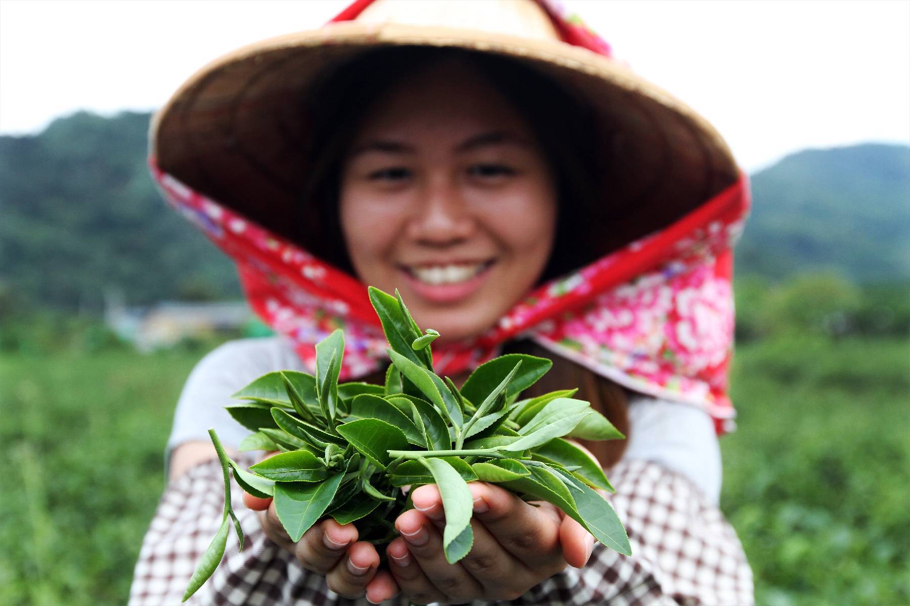 宜蘭祥語有機農場-綠茶製茶體驗券(最少4人成行)6