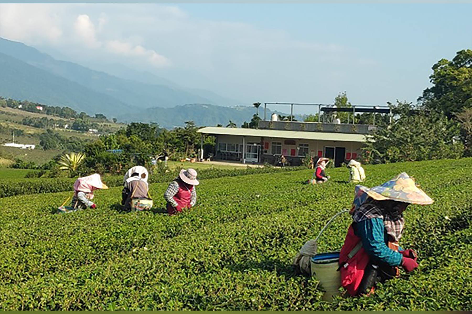 台東佳芳有機茶園-有機茶之旅體驗券(最少6人成行)4