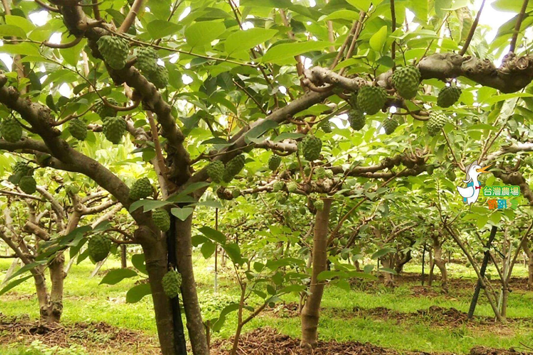 台東-都蘭山花田農園-採果(酪梨、釋迦)體驗券4