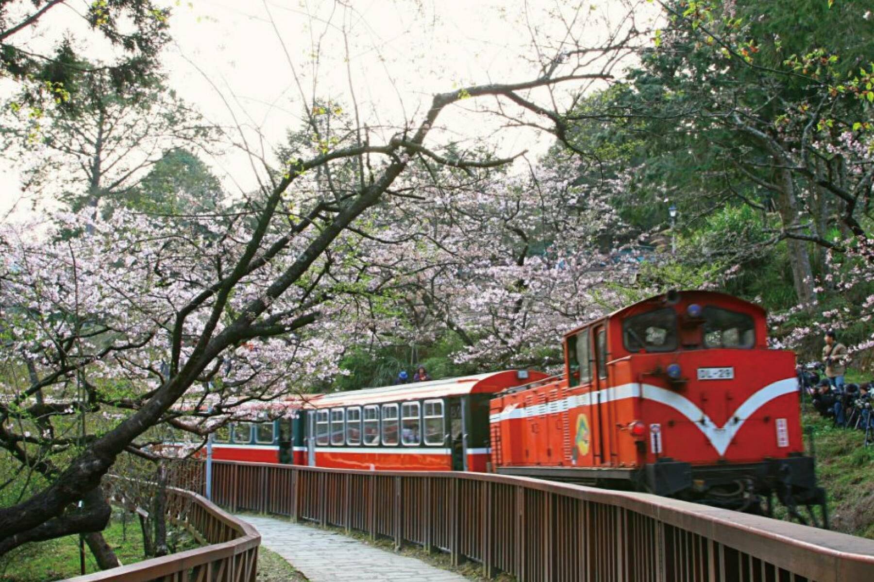 嘉義阿里山賞櫻二日遊(南投出發)3