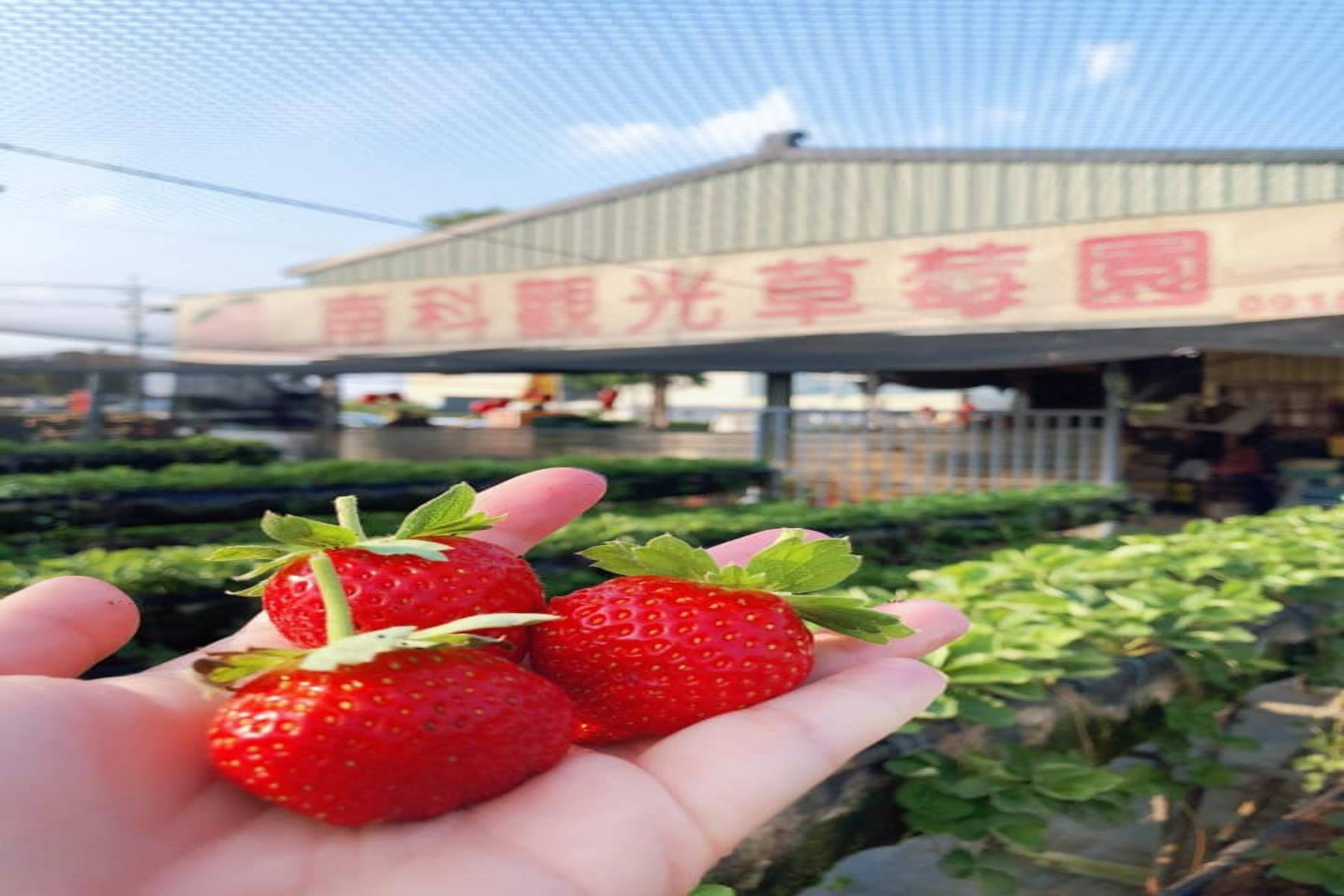 【巴士輕鬆遊】台南採草莓、軍艦機器人展親子一日遊4