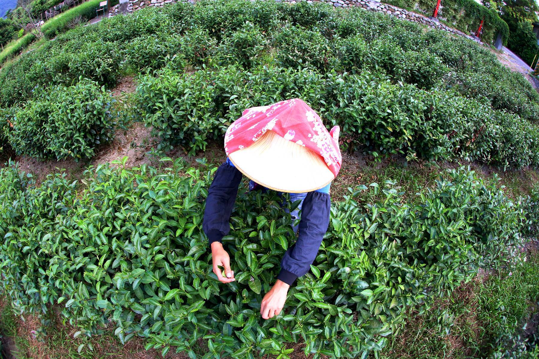 宜蘭祥語有機農場-綠茶製茶體驗券(最少4人成行)3