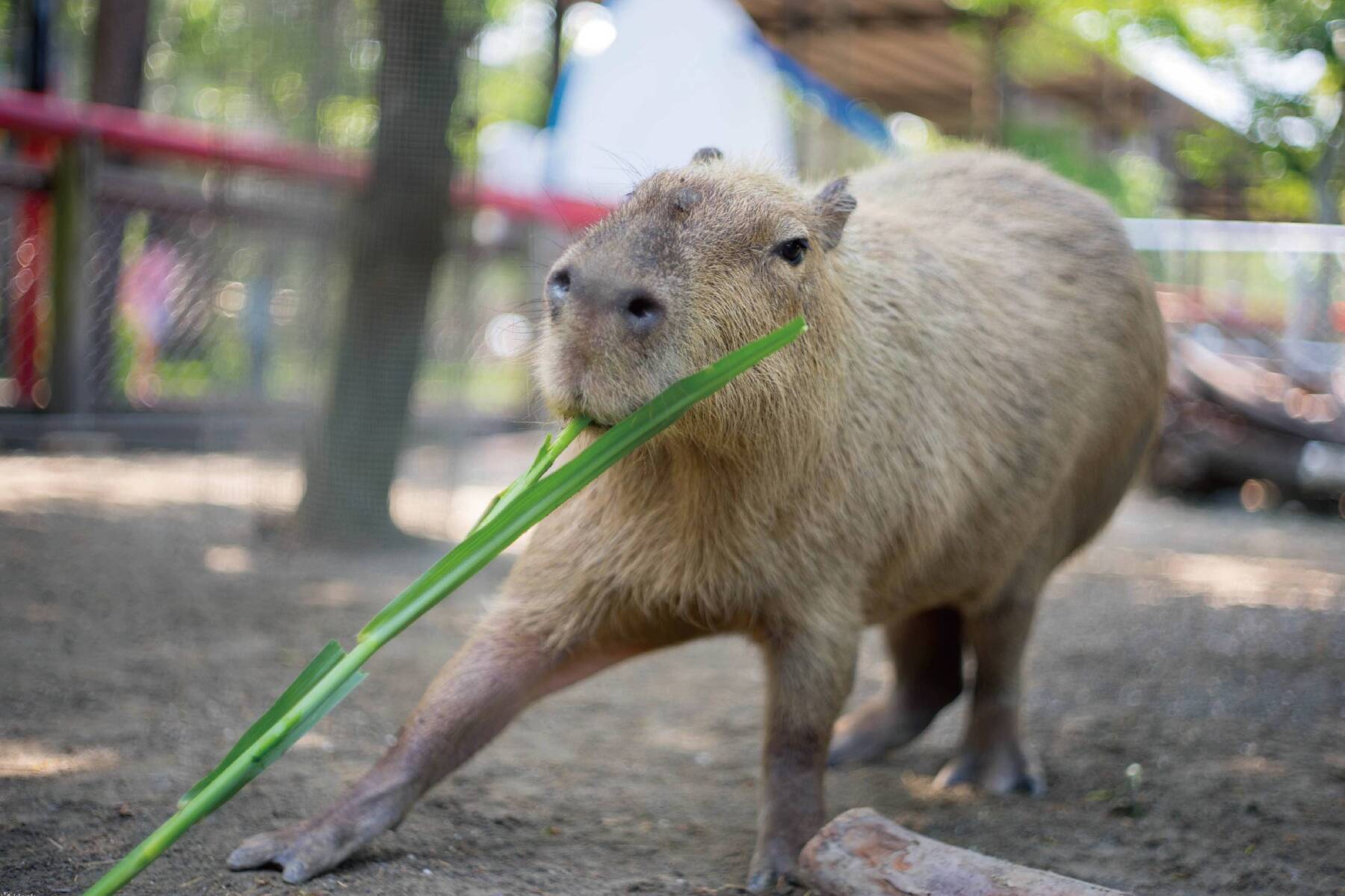 頑皮世界野生動物園~親子同遊 嘉南一日4