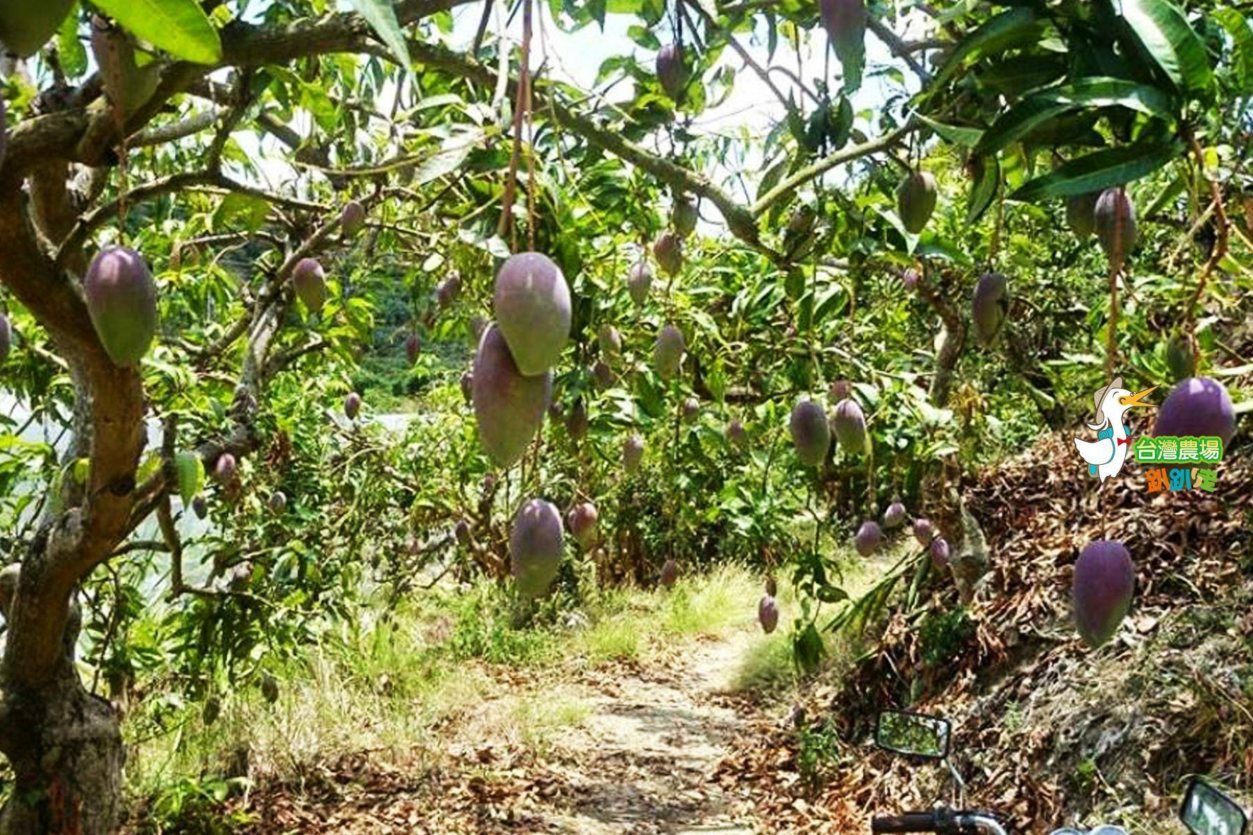 台南-蜜旺果舖-採果(芒果)體驗券1