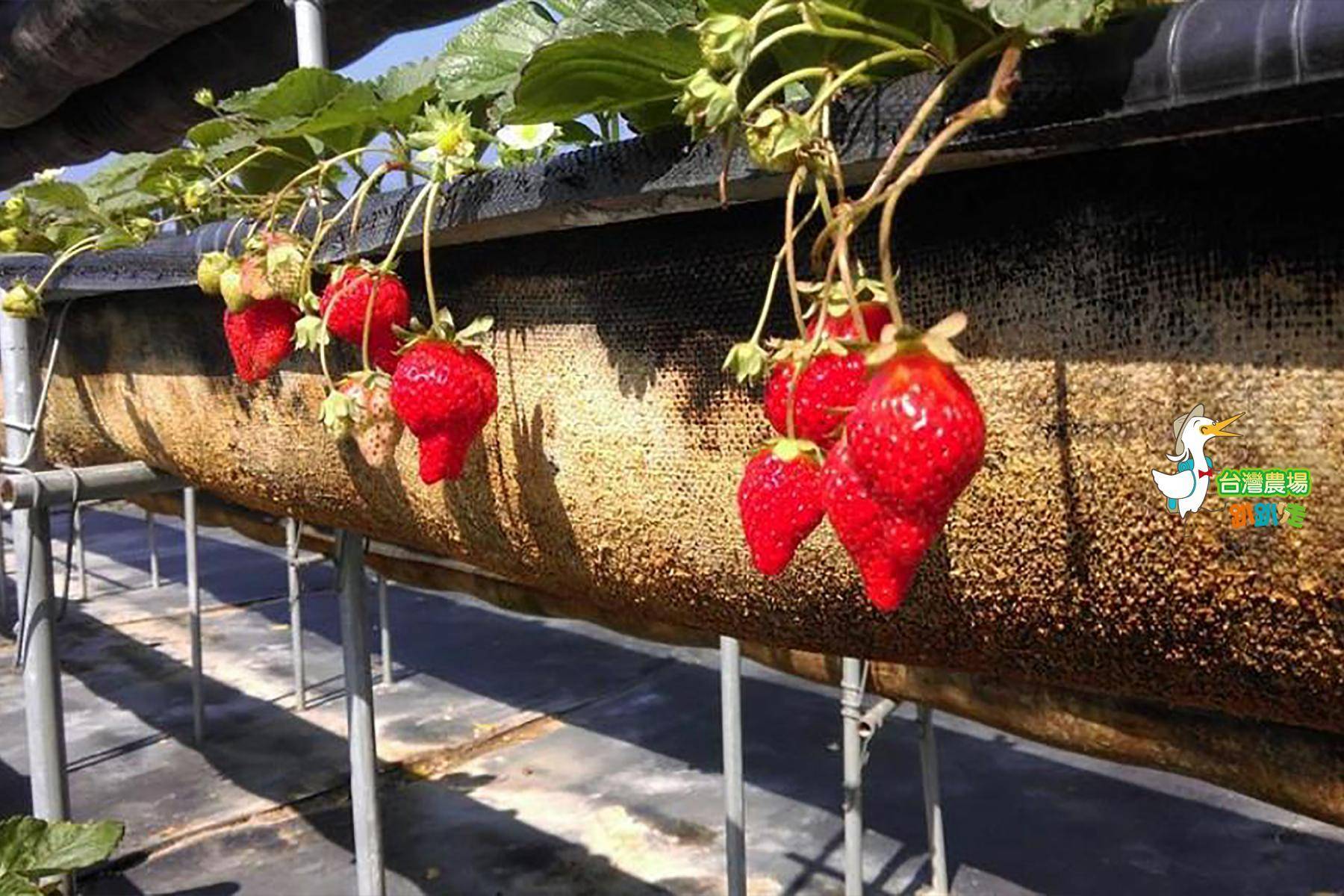 (舊)屏東-莓洋洋草莓園-採果(草莓)體驗券2