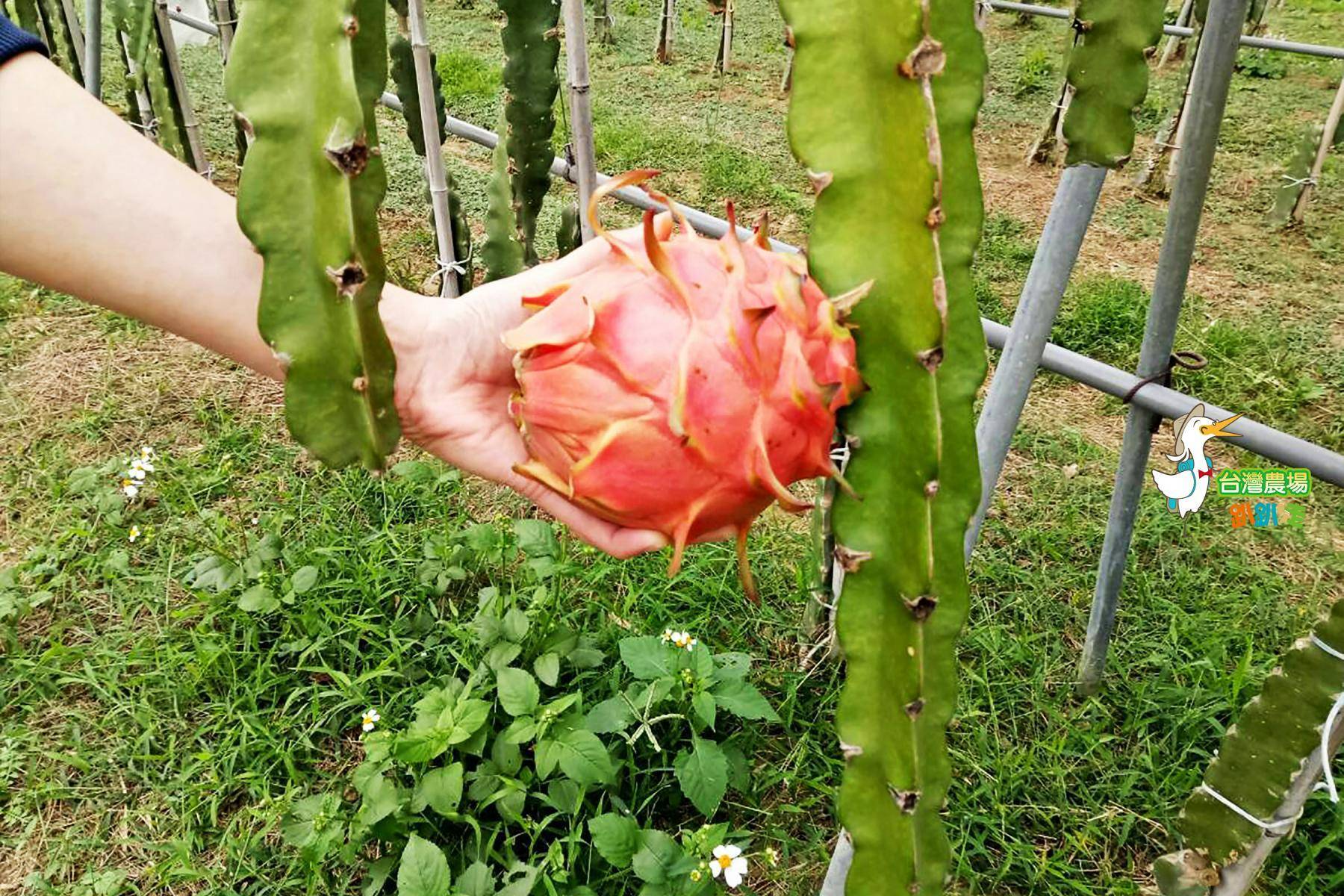 新竹-花菓山富貴果園-採果(火龍果)體驗券2