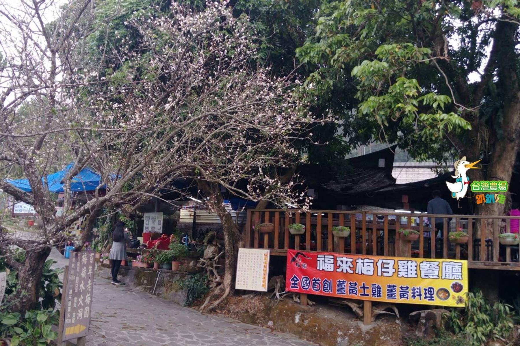 (舊)台南-梅嶺福來梅園-採果(梅子、桃子)體驗券9