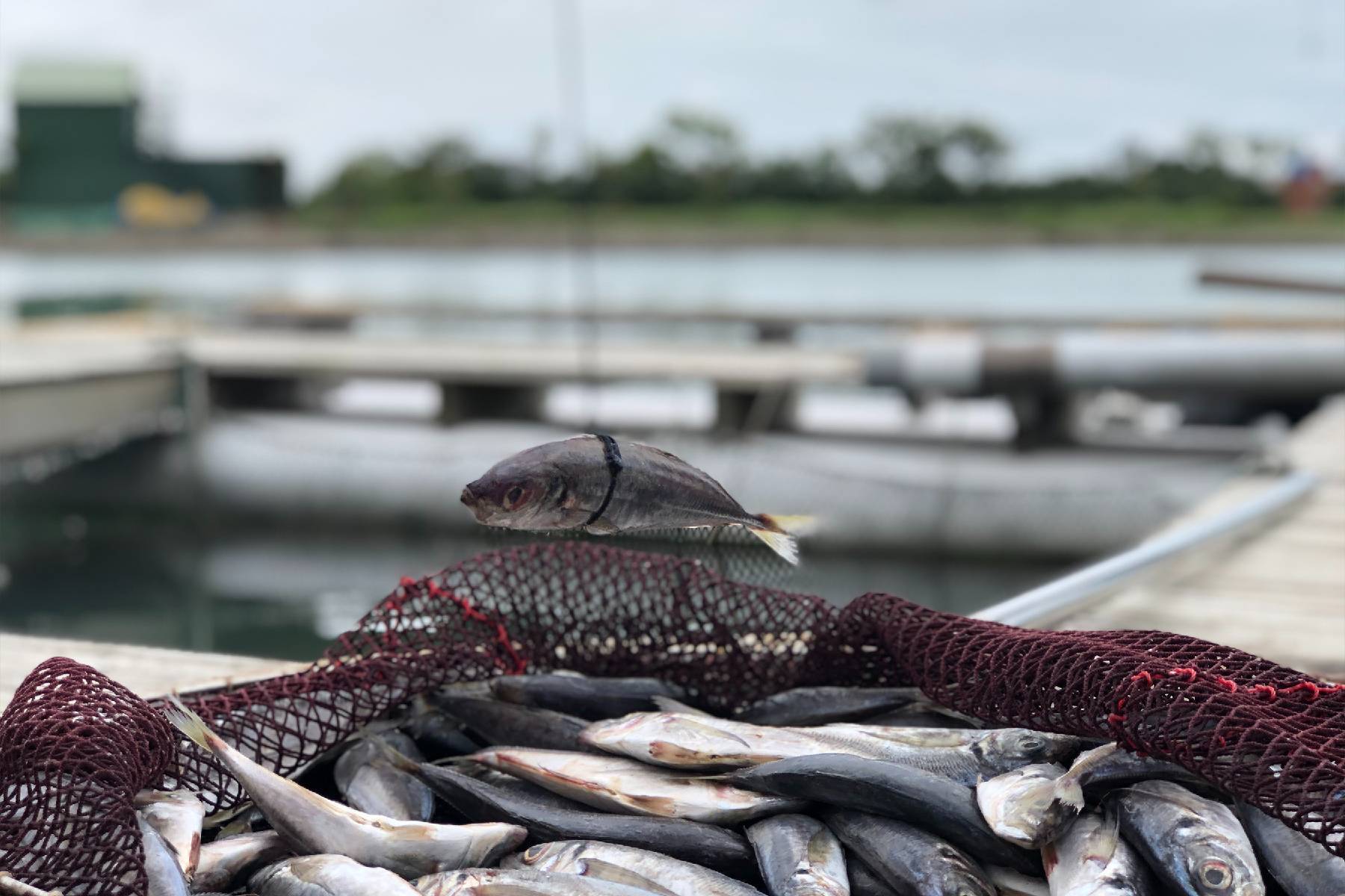 新竹水月休閒藍鯨魚寮-龍虎石斑套餐+搏魚雙人體驗券9