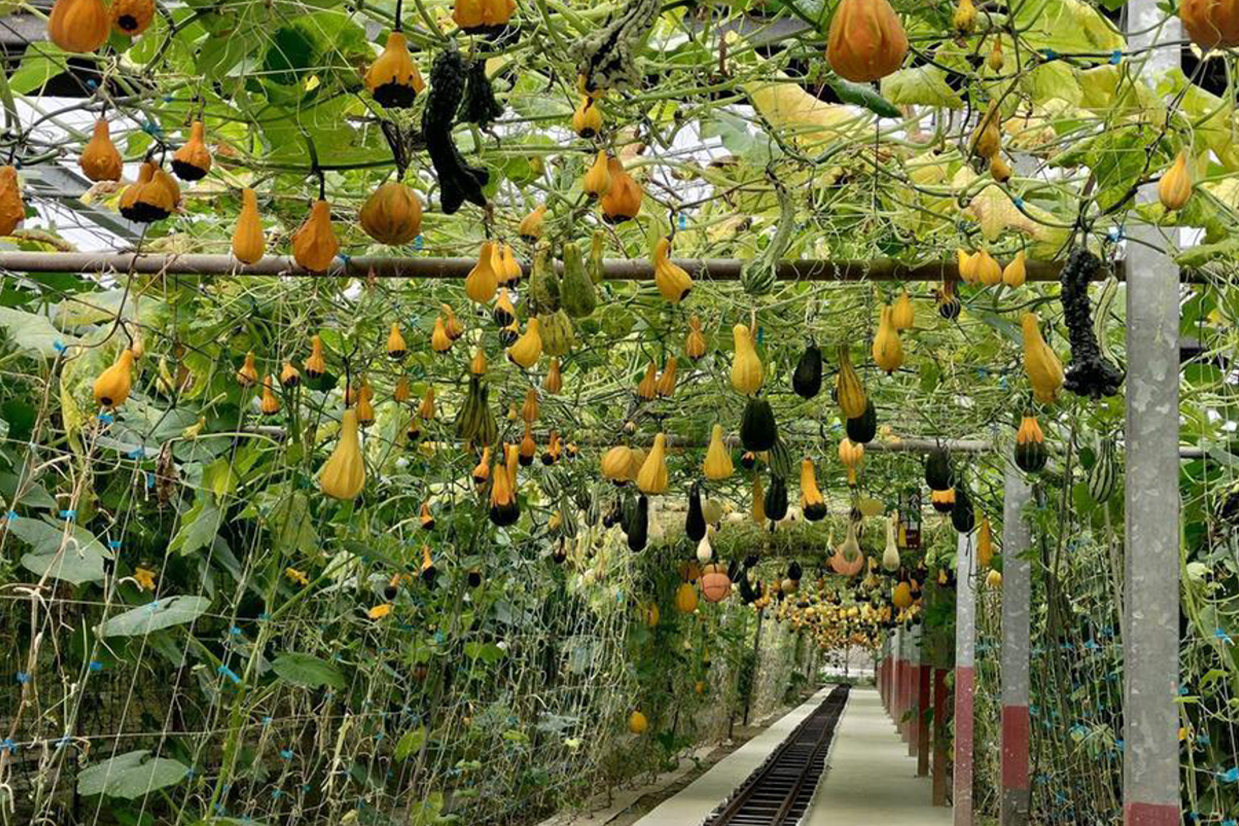 雲林農農體驗一日遊12